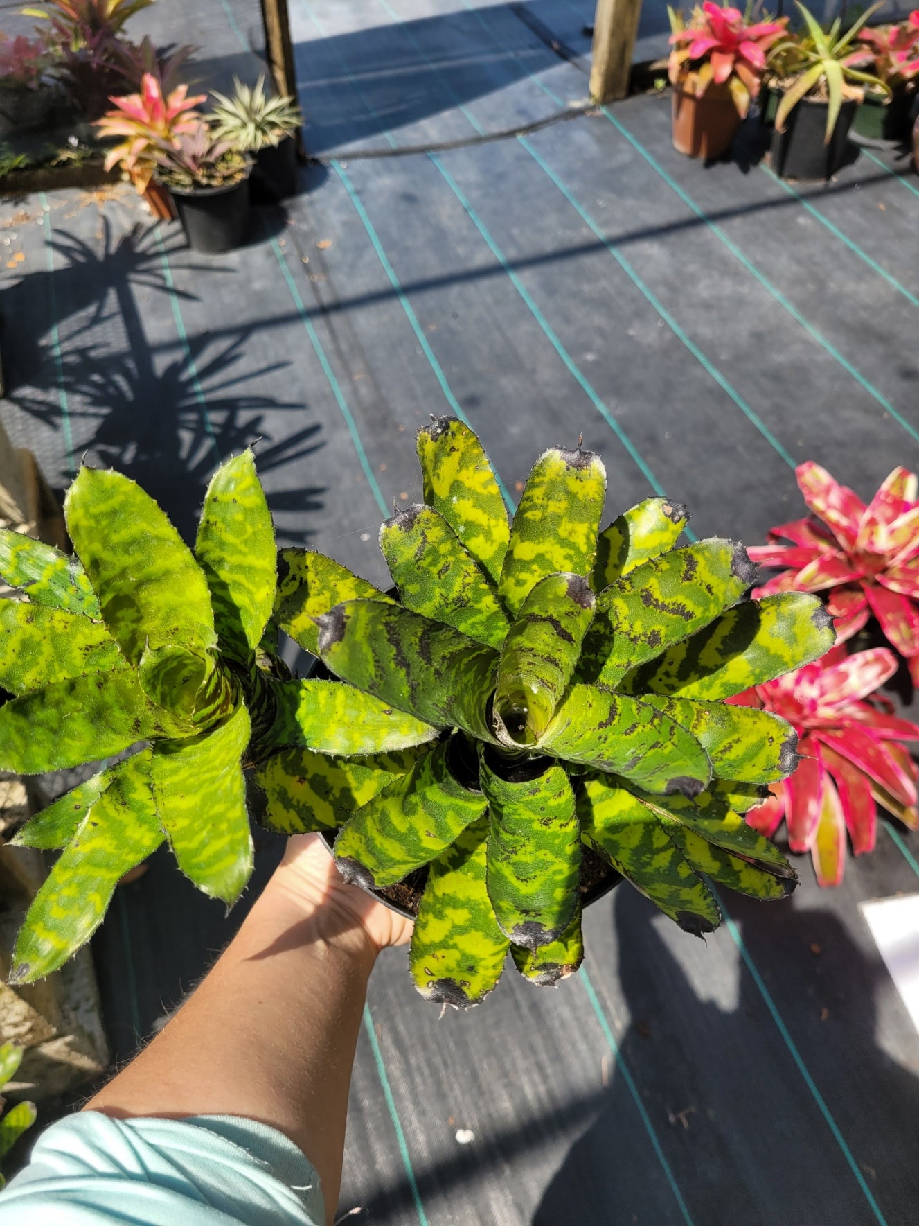 Aechmea-Correia-Araujoi | Bonita Bromeliads Specialty Plant Nursery