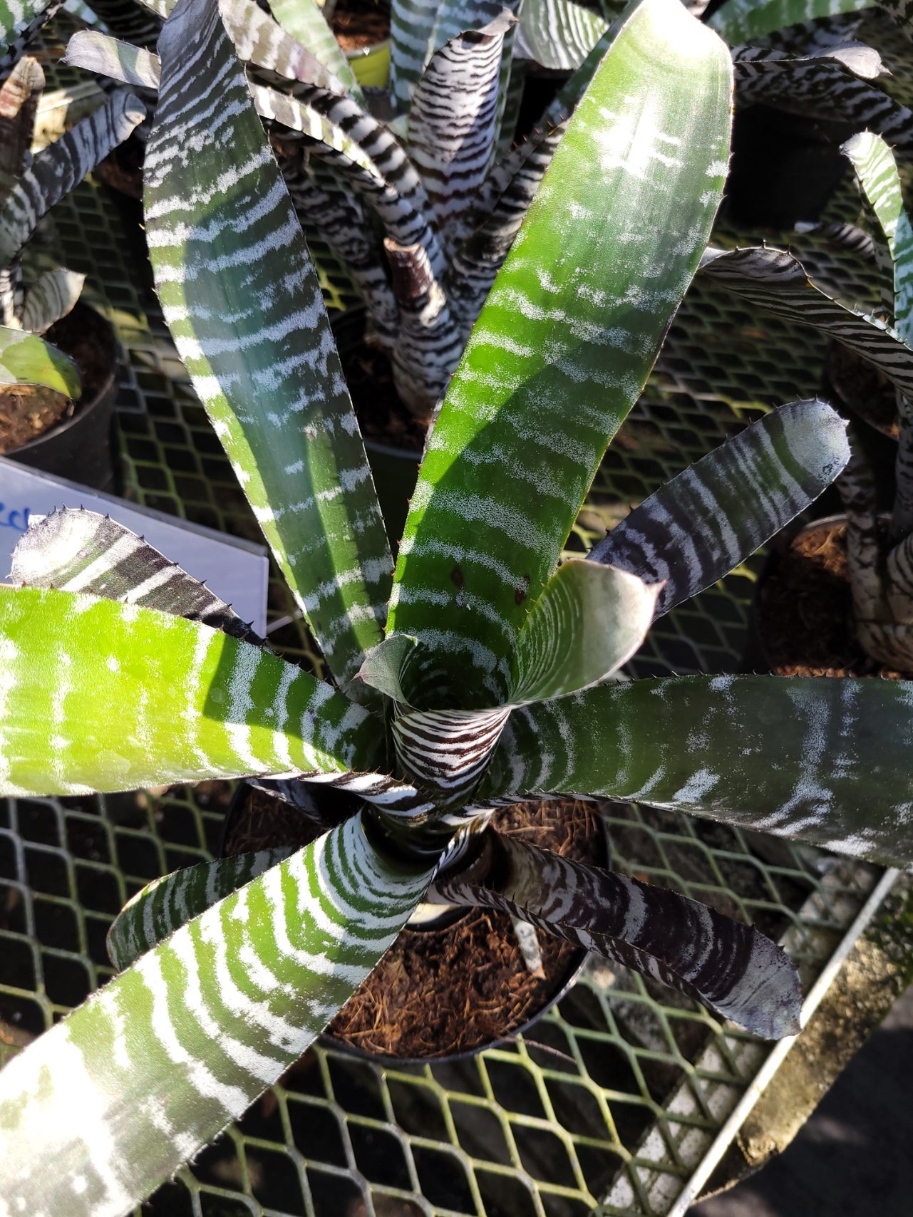い出のひと時に、とびきりのおしゃれを！ | Aechmea-Chantini-De-Leon Bonita Plant Specialty Bromeliads ブロメリア・エアープランツ