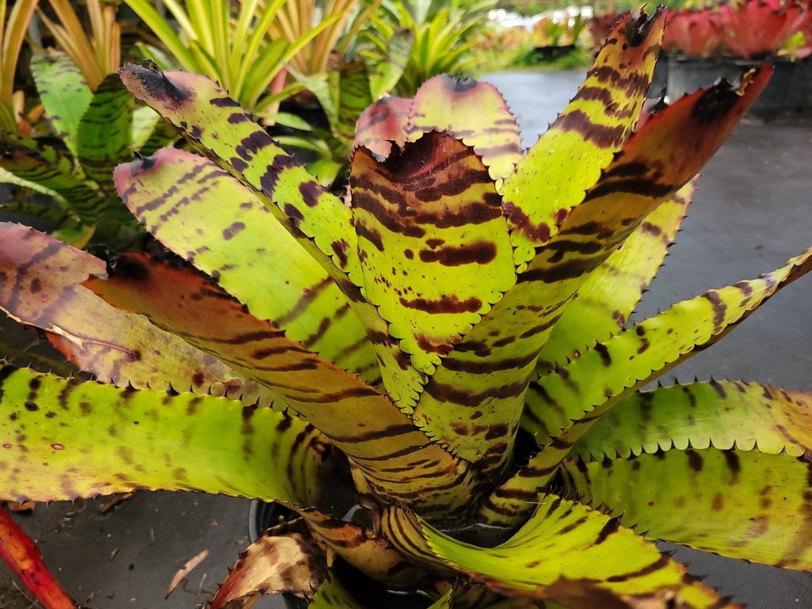 Neoregelia Tiger | Bonita Bromeliads Specialty Plant Nursery