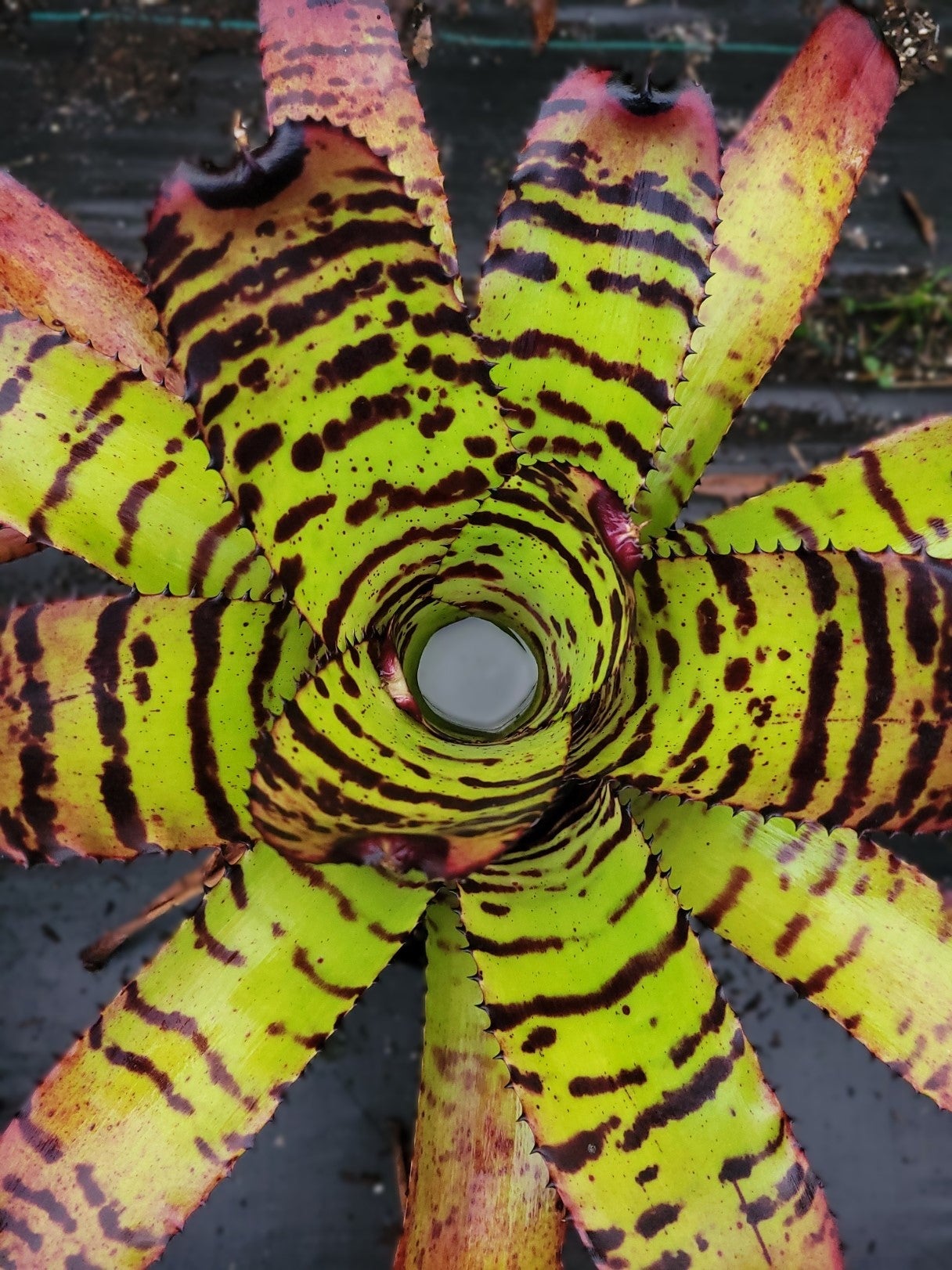 Neoregelia Tiger | Bonita Bromeliads Specialty Plant Nursery