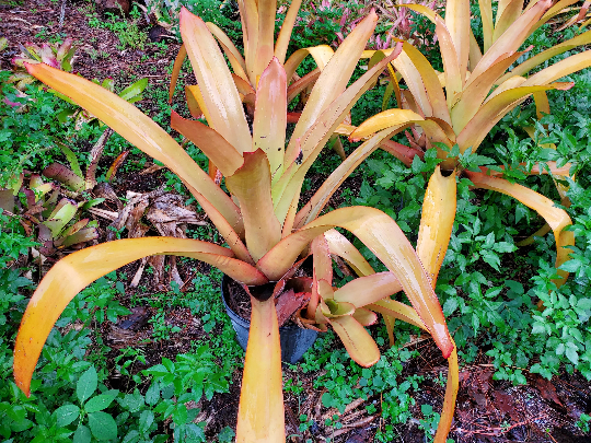 Aechmea Blanchetiana Lemon Lime | Bonita Bromeliads