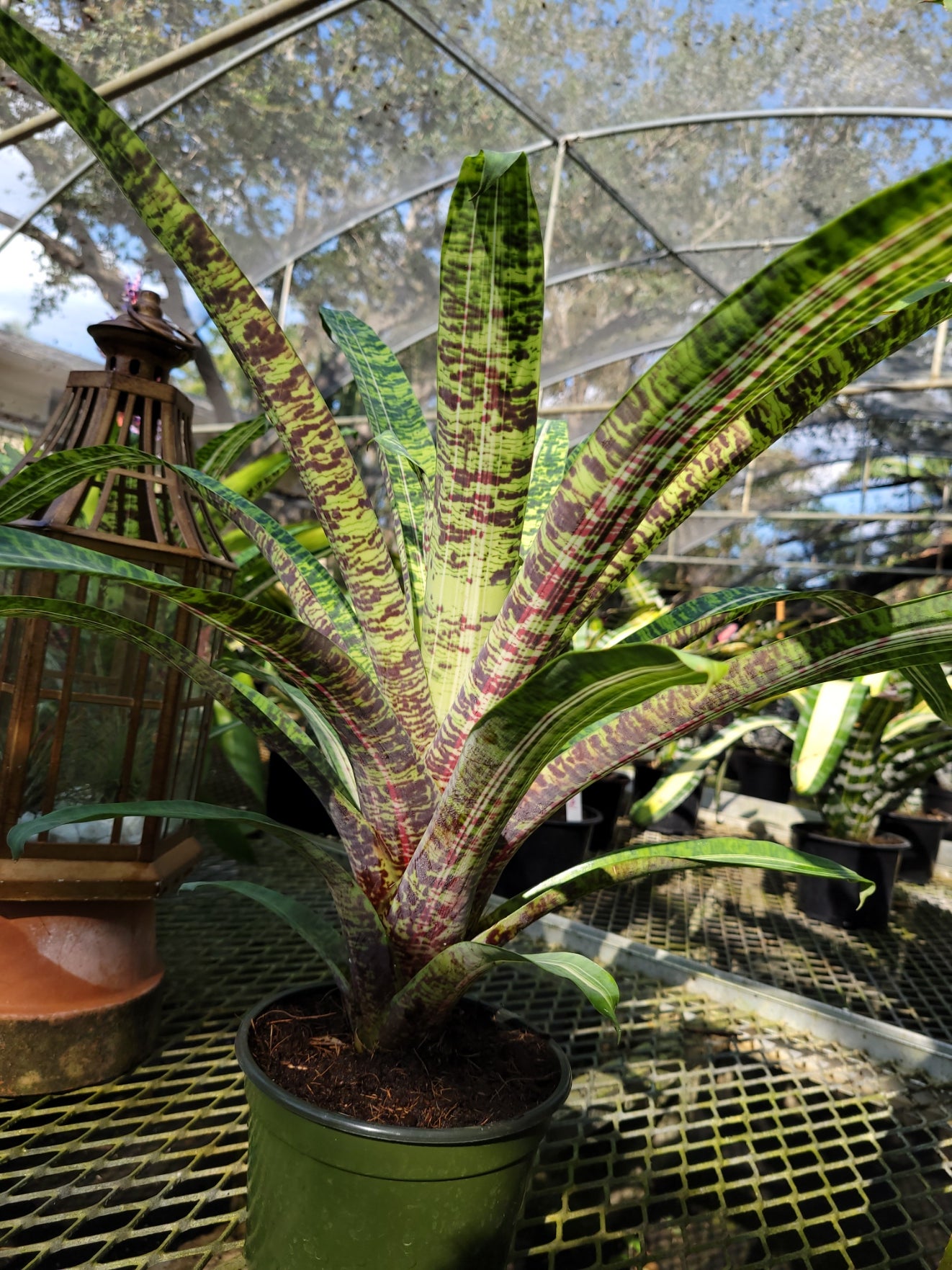 Vriesea Ocean Mist