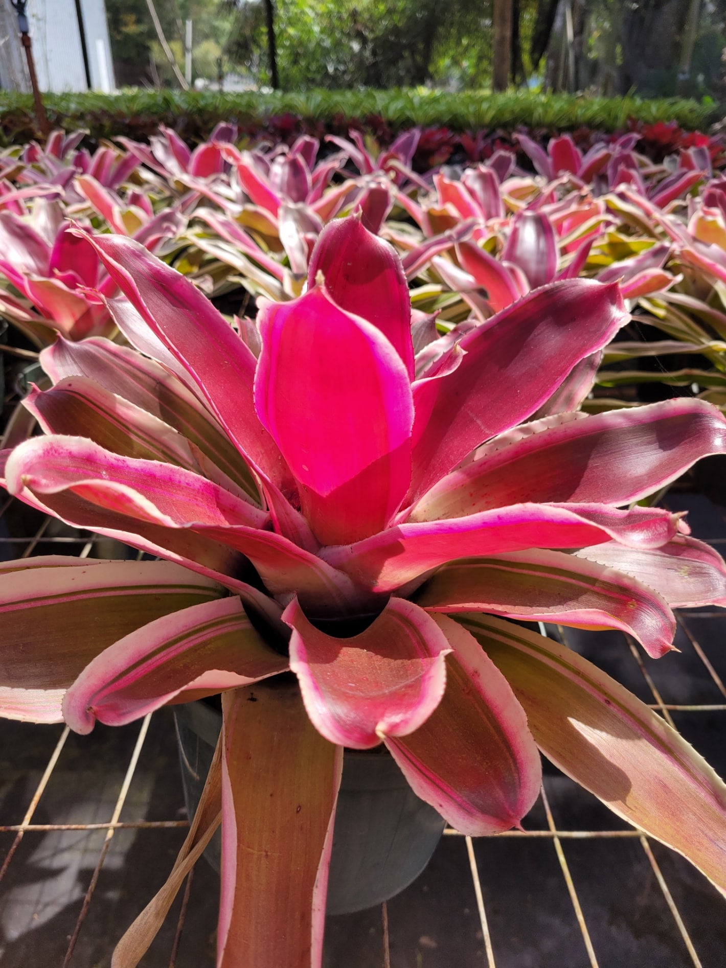 Neoregelia Raphael | Bonita Bromeliads Specialty Plant Nursery
