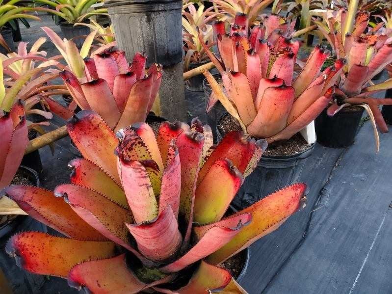 く日はお得♪ Neoregelia Specialty Bromeliads Bonita | Rainbow Carcharodon ブロメリア・エアープランツ