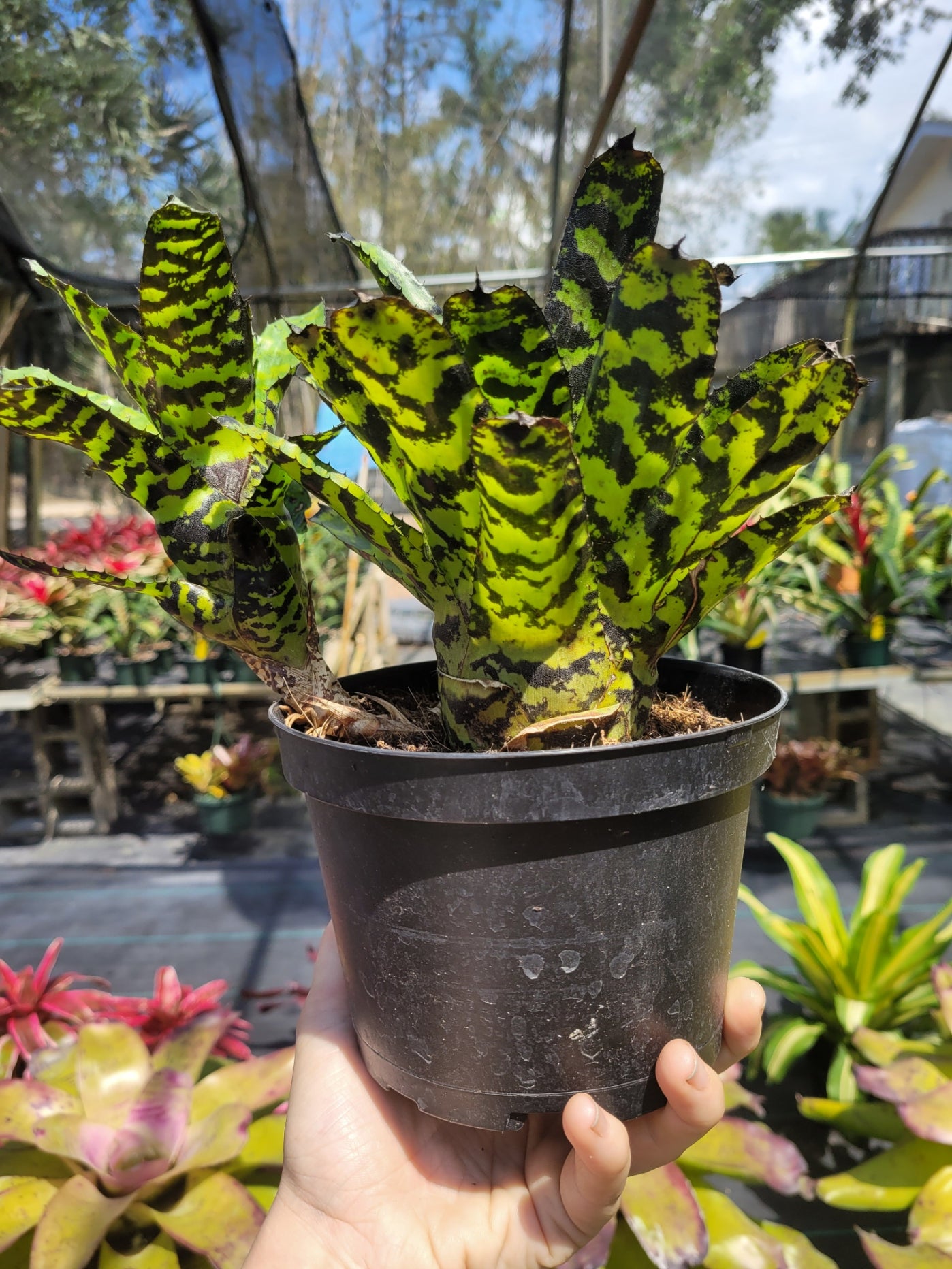 Aechmea-Correia-Araujoi | Bonita Bromeliads Specialty Plant Nursery