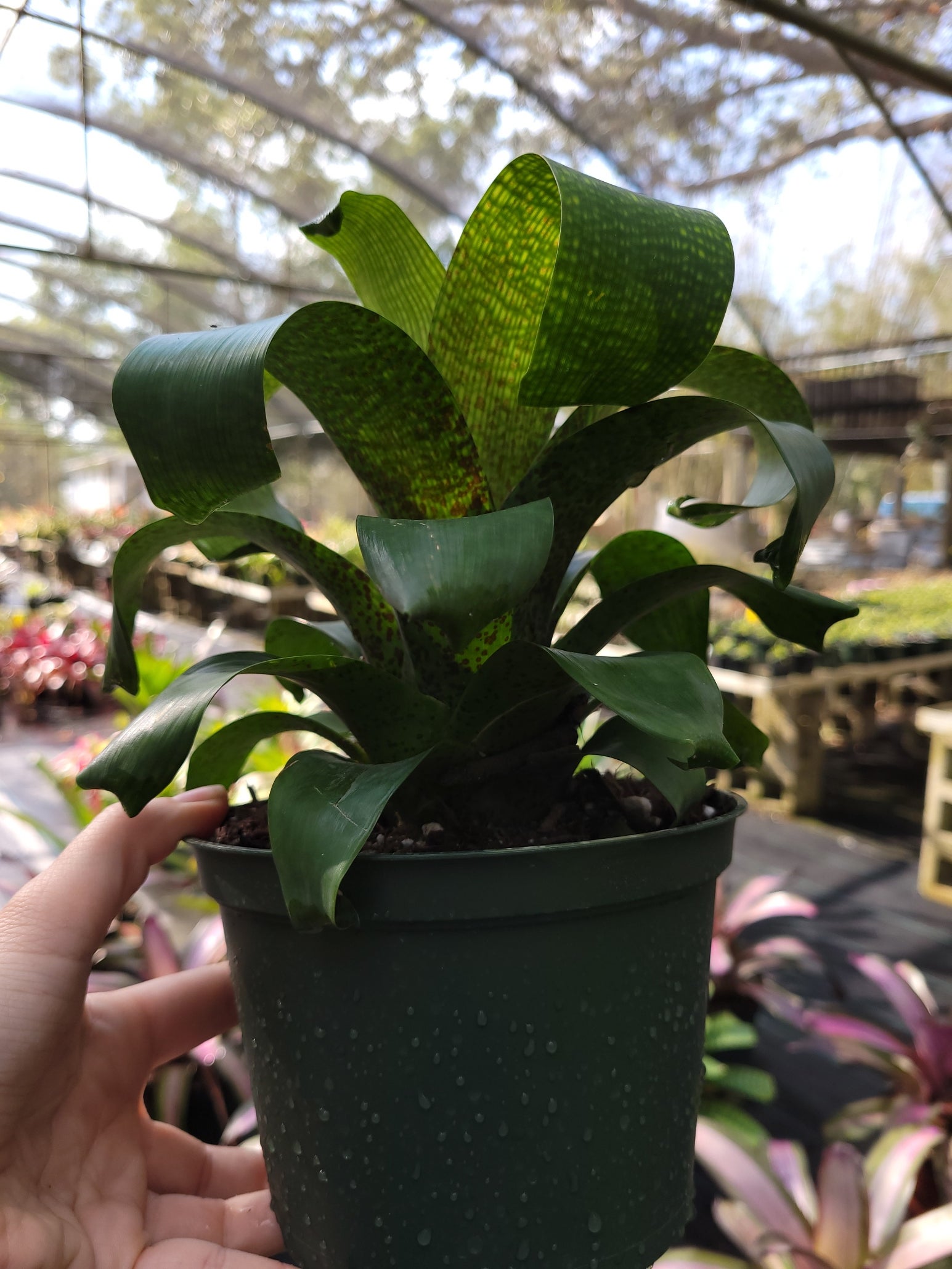 Vriesea Fenestralis | Bonita Bromeliads Specialty Plant Nursery