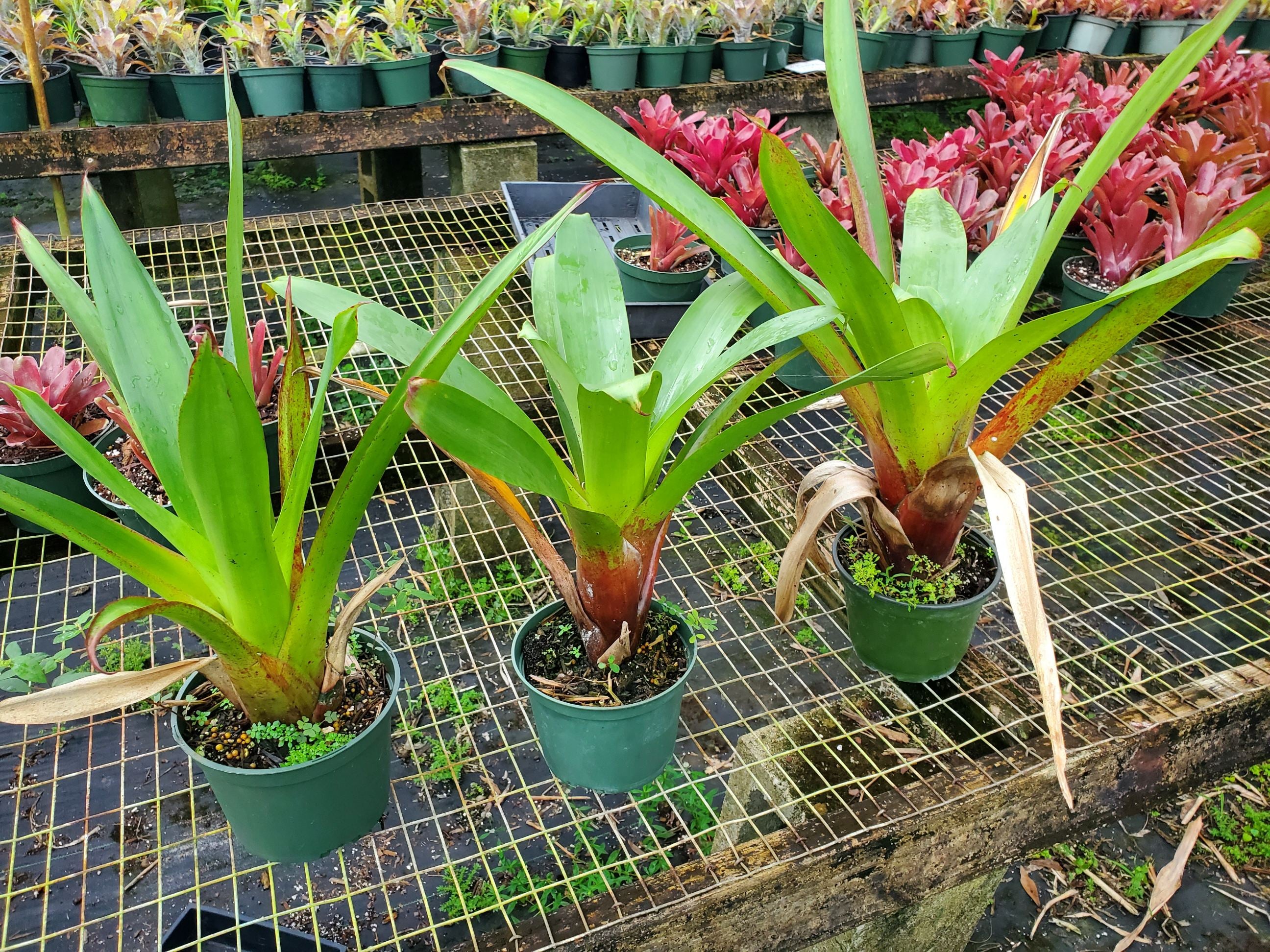 Alcantarea-Red-Spot | Bonita Bromeliads Specialty Plant Nursery
