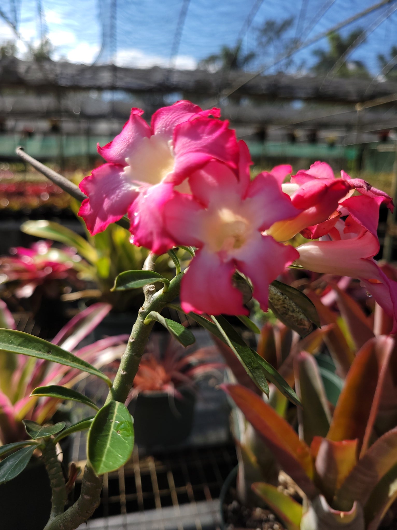 Aechmea Bracteata Rubra | Bonita Bromeliads Specialty Plant