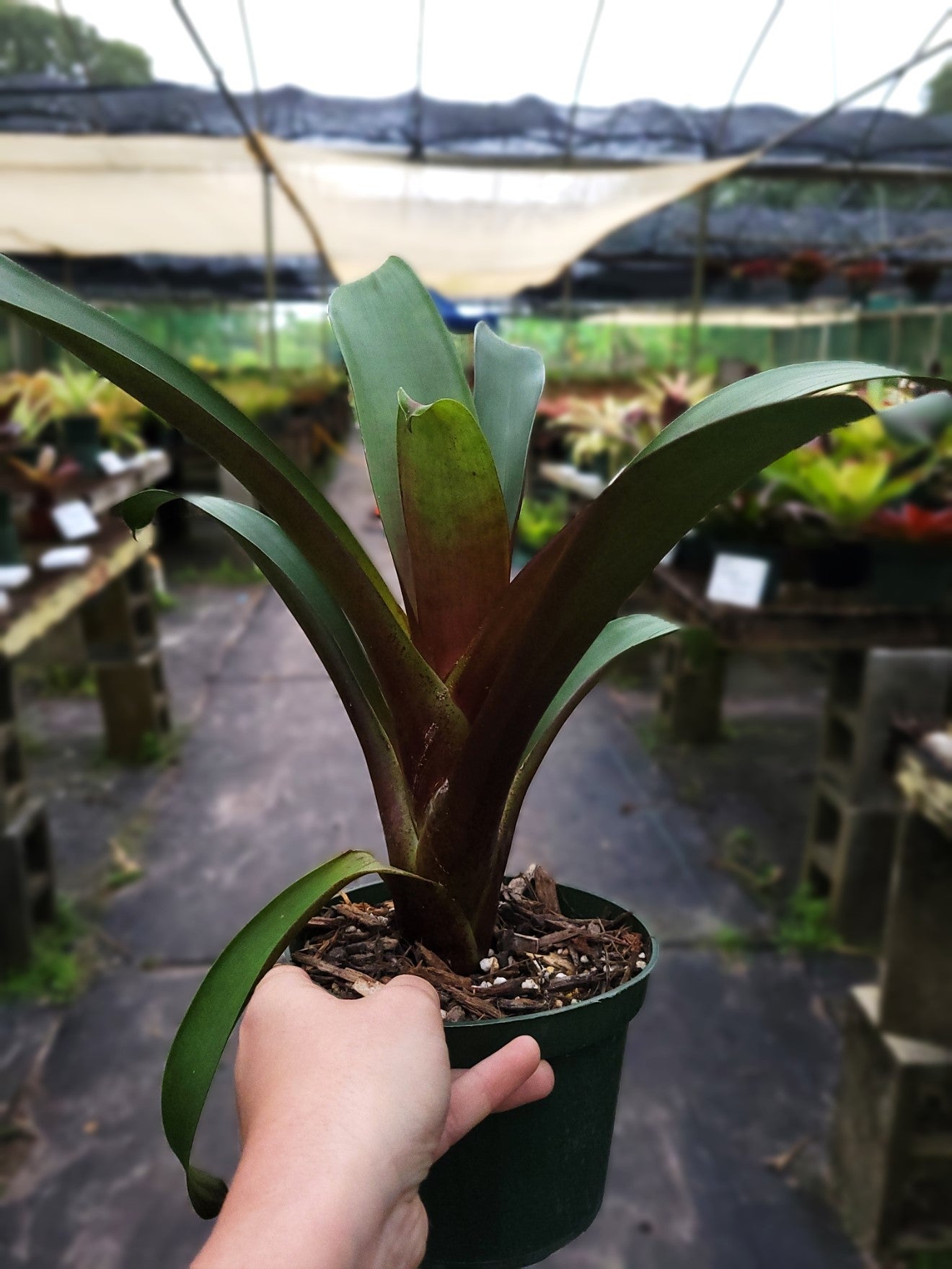 Alcantarea Imperalis Julietta | Bonita Bromeliads Specialty Plant