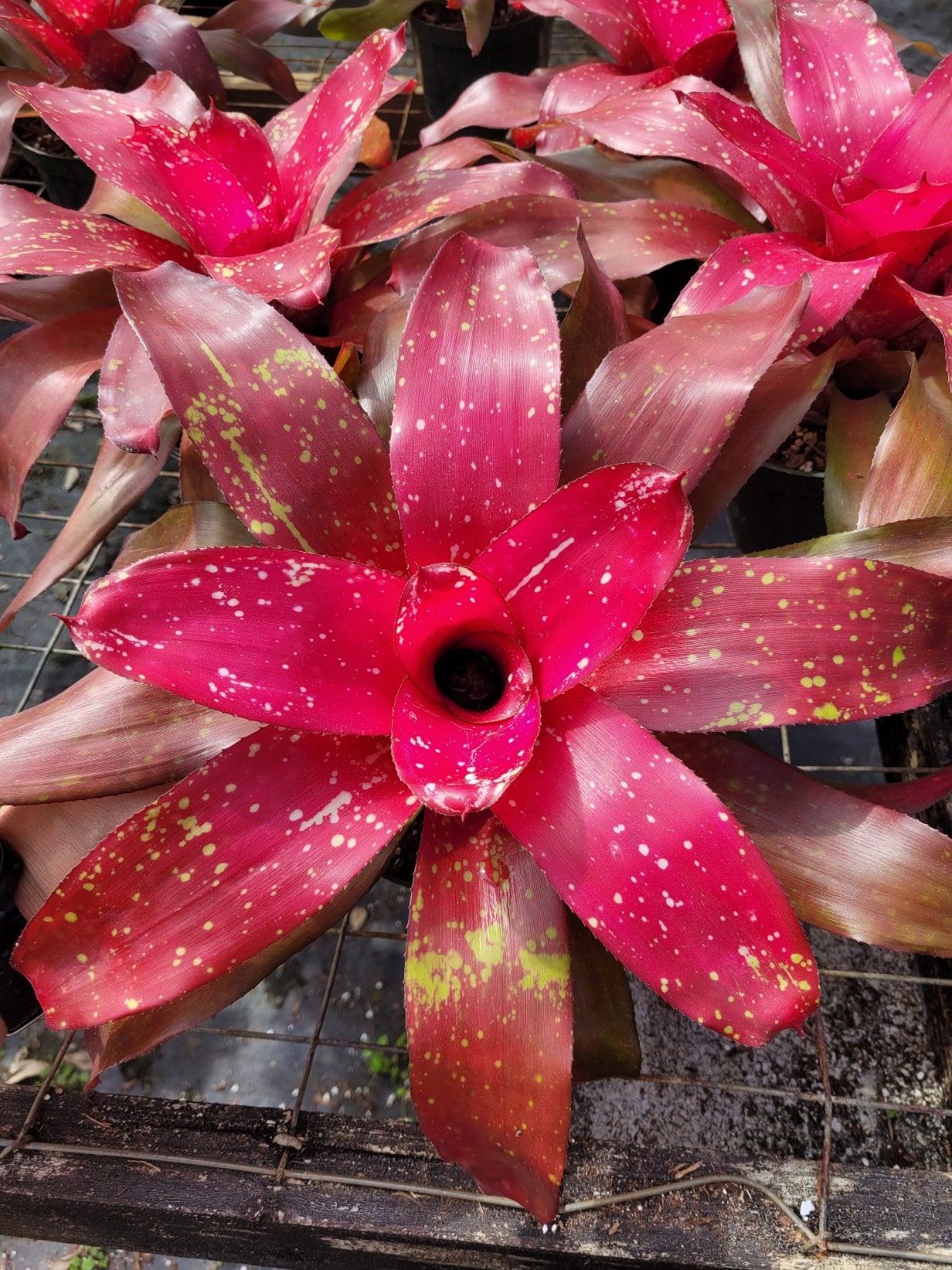 Neoregelia Treasure Royale | Bonita Bromeliads Specialty Plant Nursery, image size:1232x1643