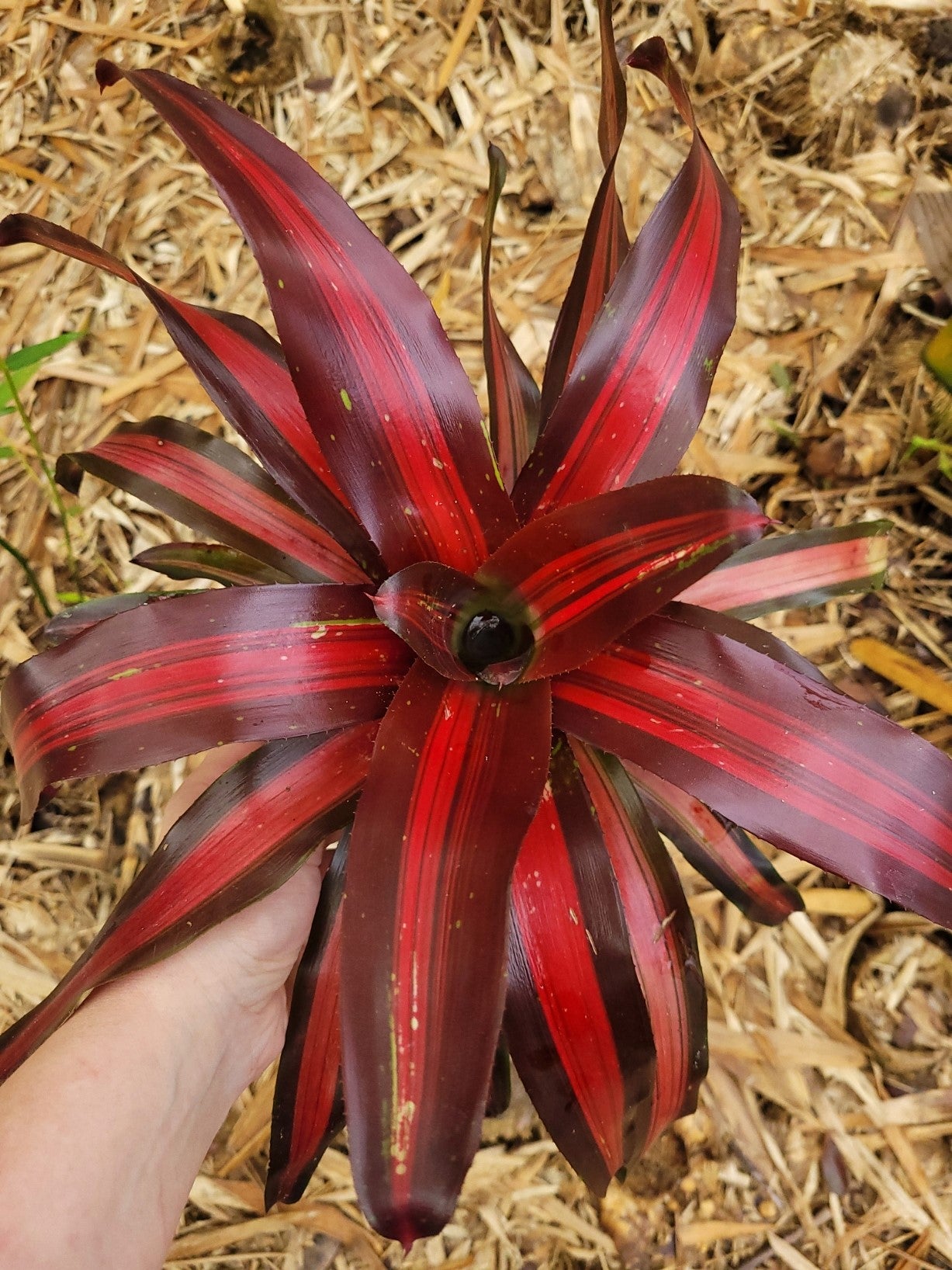 Neoregelia Pimiento | Bonita Bromeliads Specialty Plant Nursery