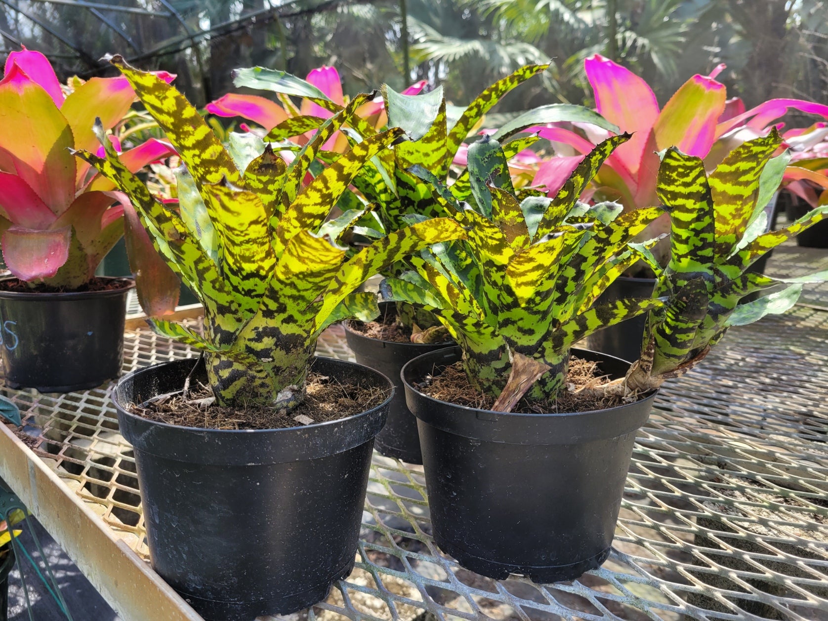 Aechmea-Correia-Araujoi | Bonita Bromeliads Specialty Plant Nursery