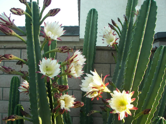 Peruvian Apple Cactus Cereus Rapandus | Bonita Bromeliads Specialty Plant  Nursery
