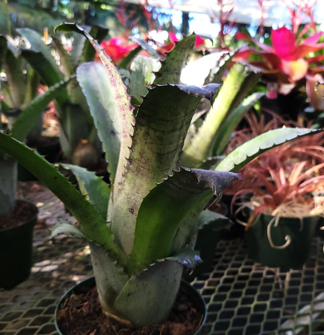 ブロメリア・エアープランツ Hohenbergia magnispina from T