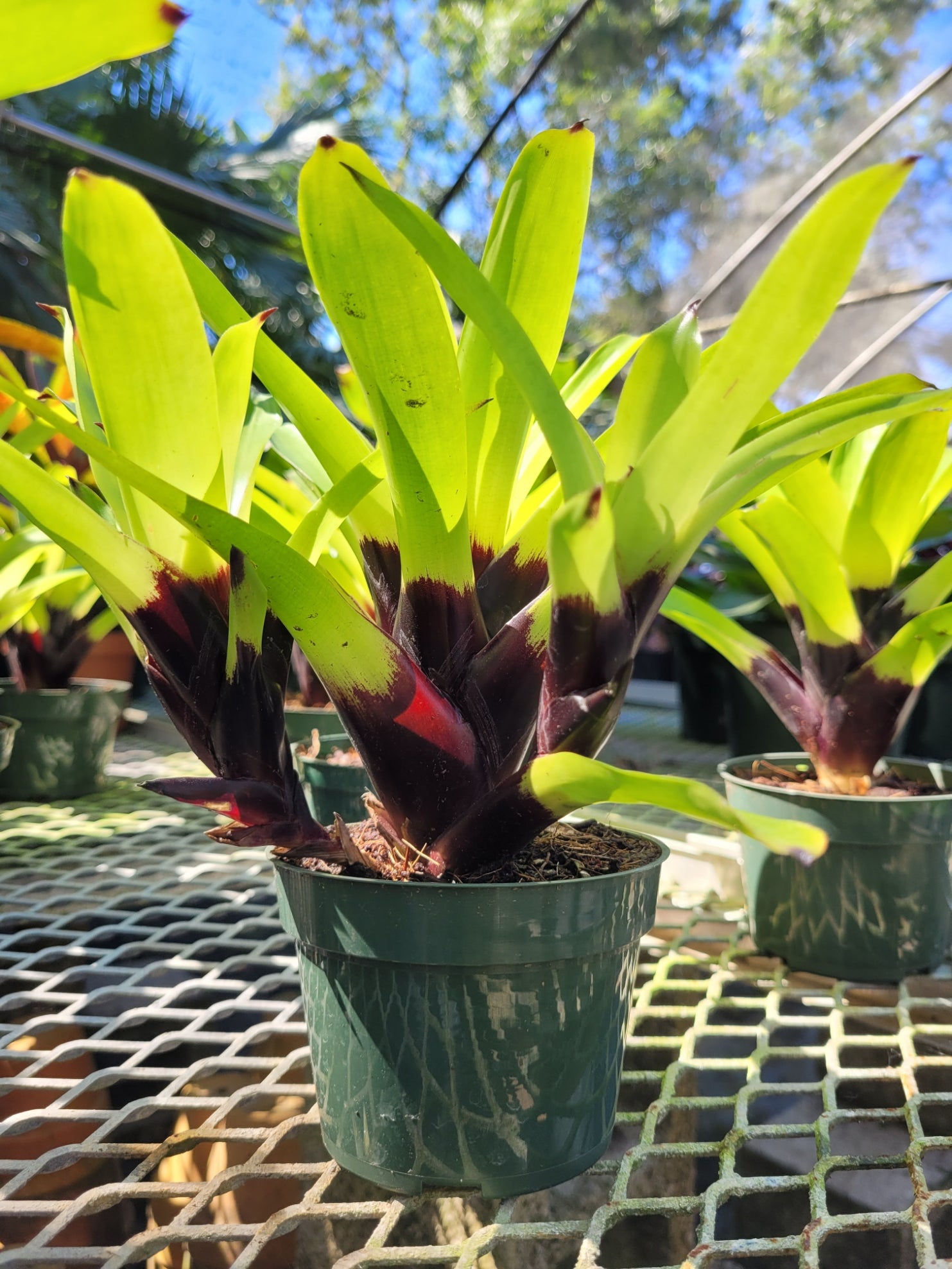 Vriesea Pink Cockatoo | Bonita Bromeliads Specialty Plant Nursery