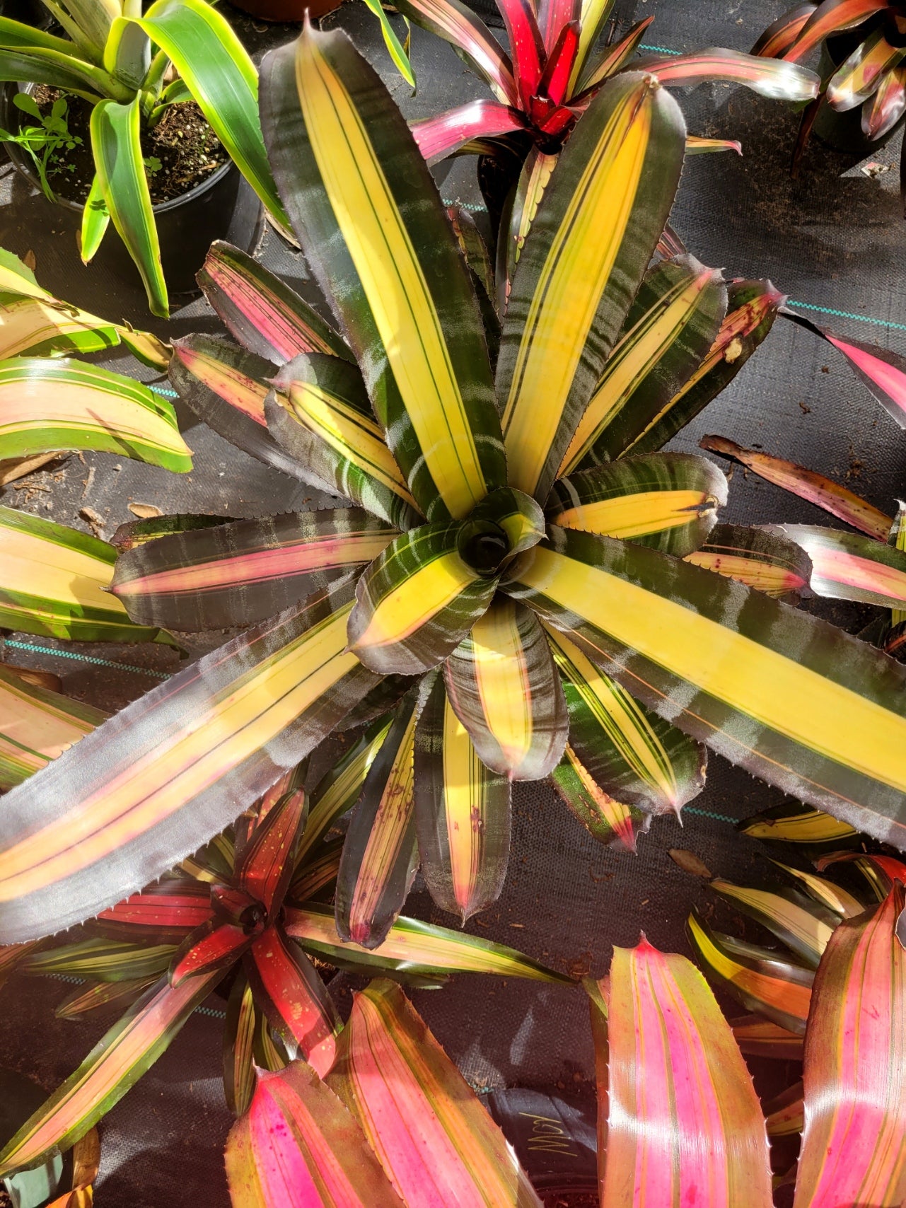 Aechmea-Roberto-Menscale | Bonita Bromeliads Specialty Plant Nursery