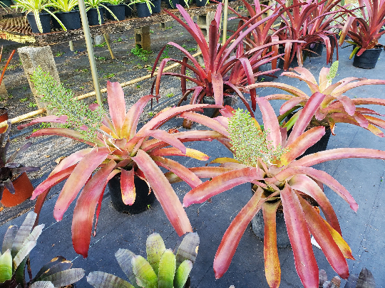 Aechmea 'Mexicana Red' | Bonita Bromeliads Specialty Plant
