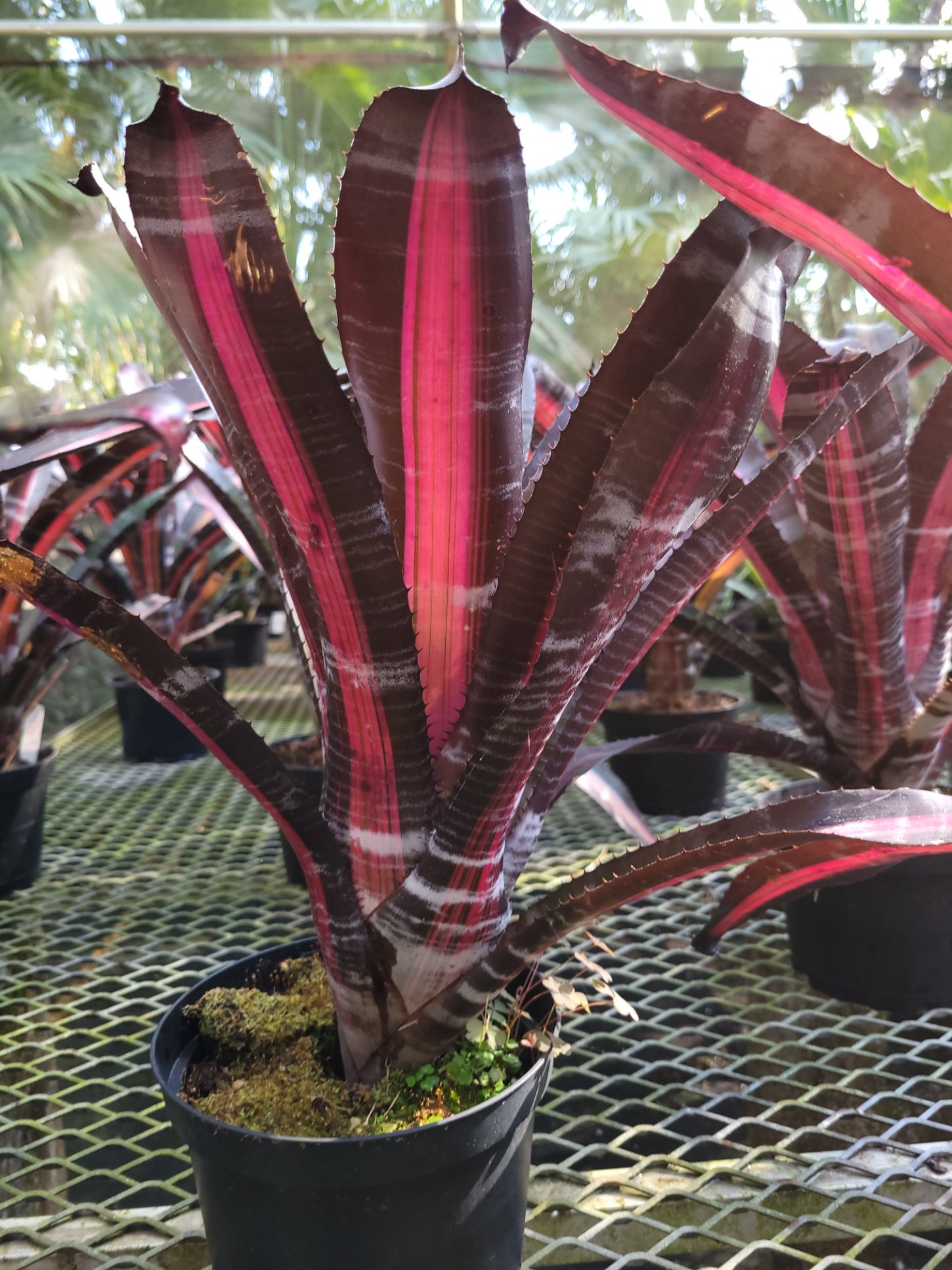 Aechmea-Roberto-Menscale | Bonita Bromeliads Specialty Plant Nursery