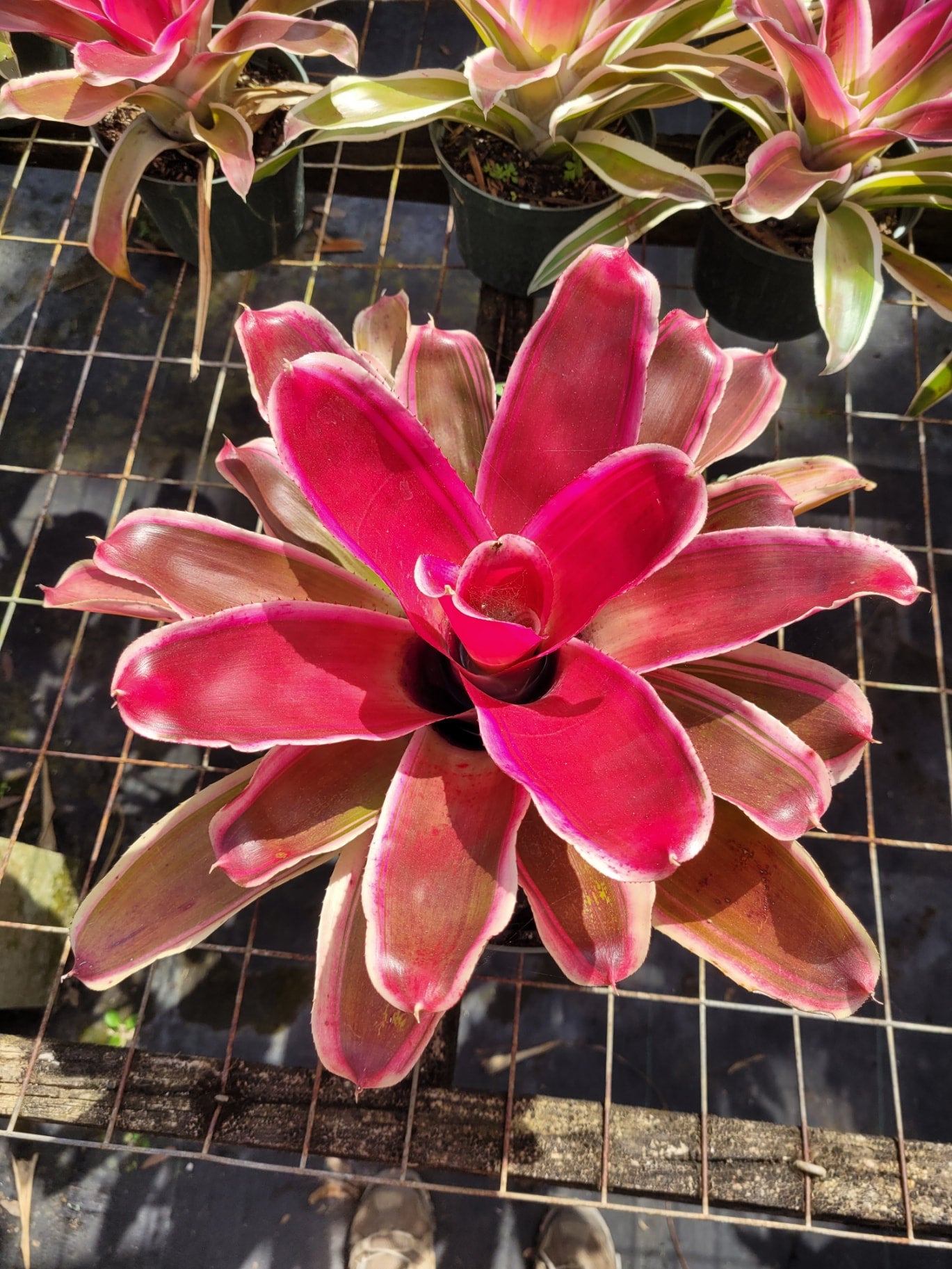 Neoregelia Raphael | Bonita Bromeliads Specialty Plant Nursery
