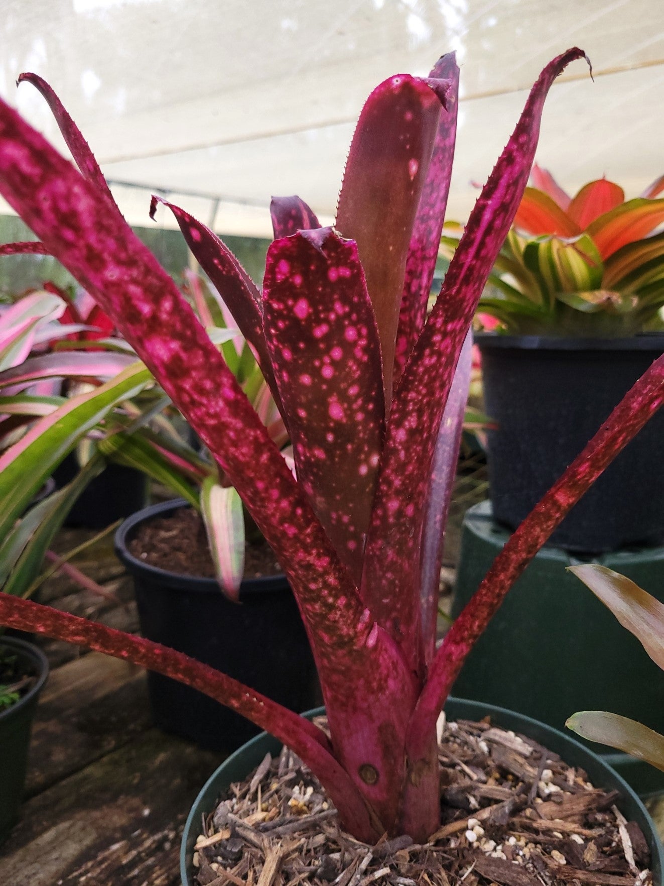 Billbergia Toneprai Lorekect