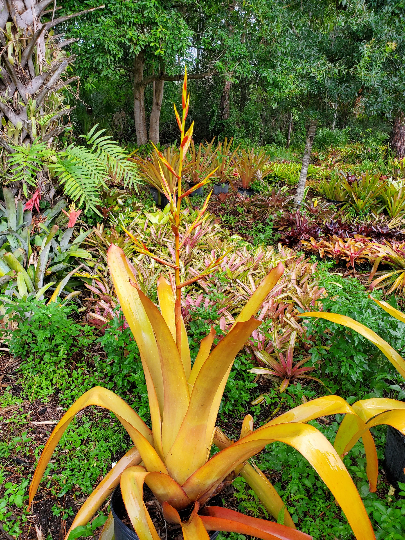 ブロメリア・エアープランツ Aechmea Blanchesteana Lemon Albo Aechmea blanchetiana 'Lemon' - Bromeliad Paradise
