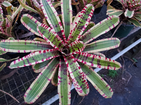 Neoregelia Wild Rabbit | Bonita Bromeliads Specialty Plant Neoregelia Wild Rabbit | Bonita Bromeliads Specialty Plant