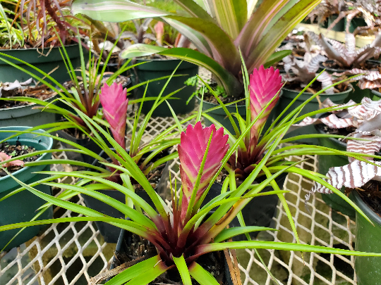Tillandsia Cyanea Pink Quill | Bonita Bromeliads Specialty Plant