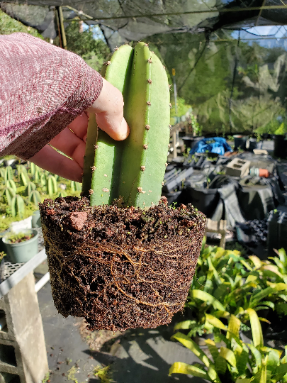 Peruvian Apple Cactus Cereus Rapandus | Bonita Bromeliads Specialty Plant  Nursery