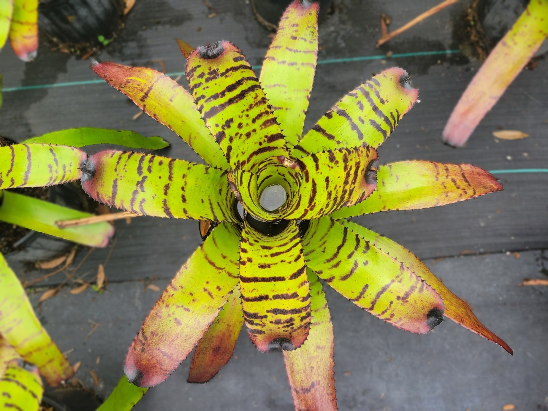 Neoregelia Tiger | Bonita Bromeliads Specialty Plant Nursery