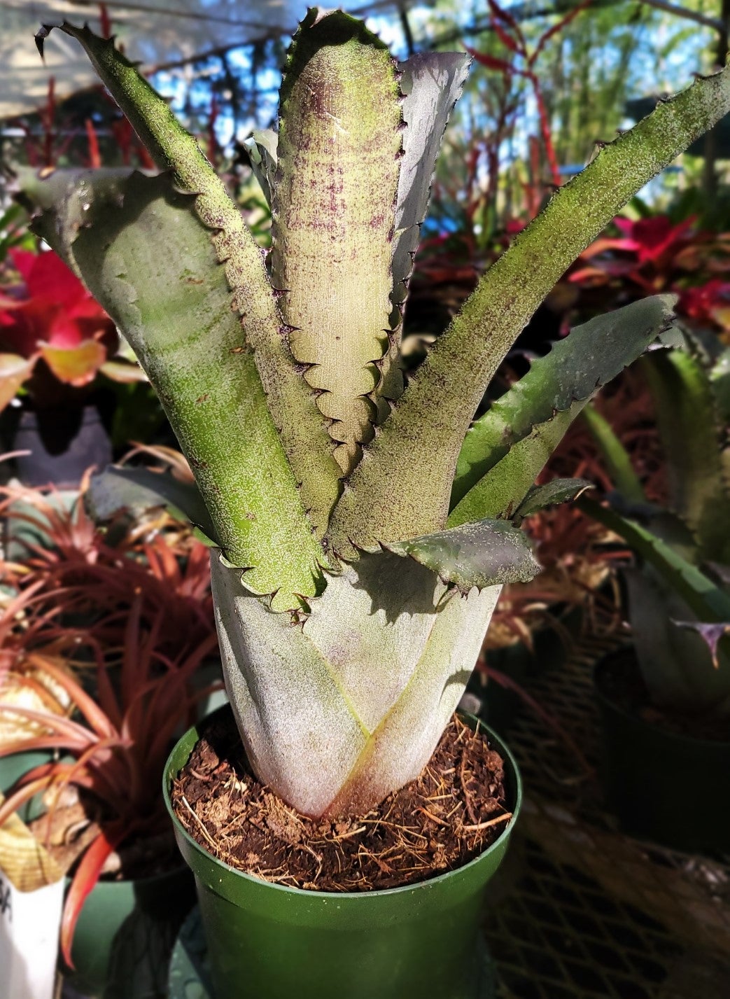 Hohenbergia Edmundii | Bonita Bromeliads Specialty Plant Nursery