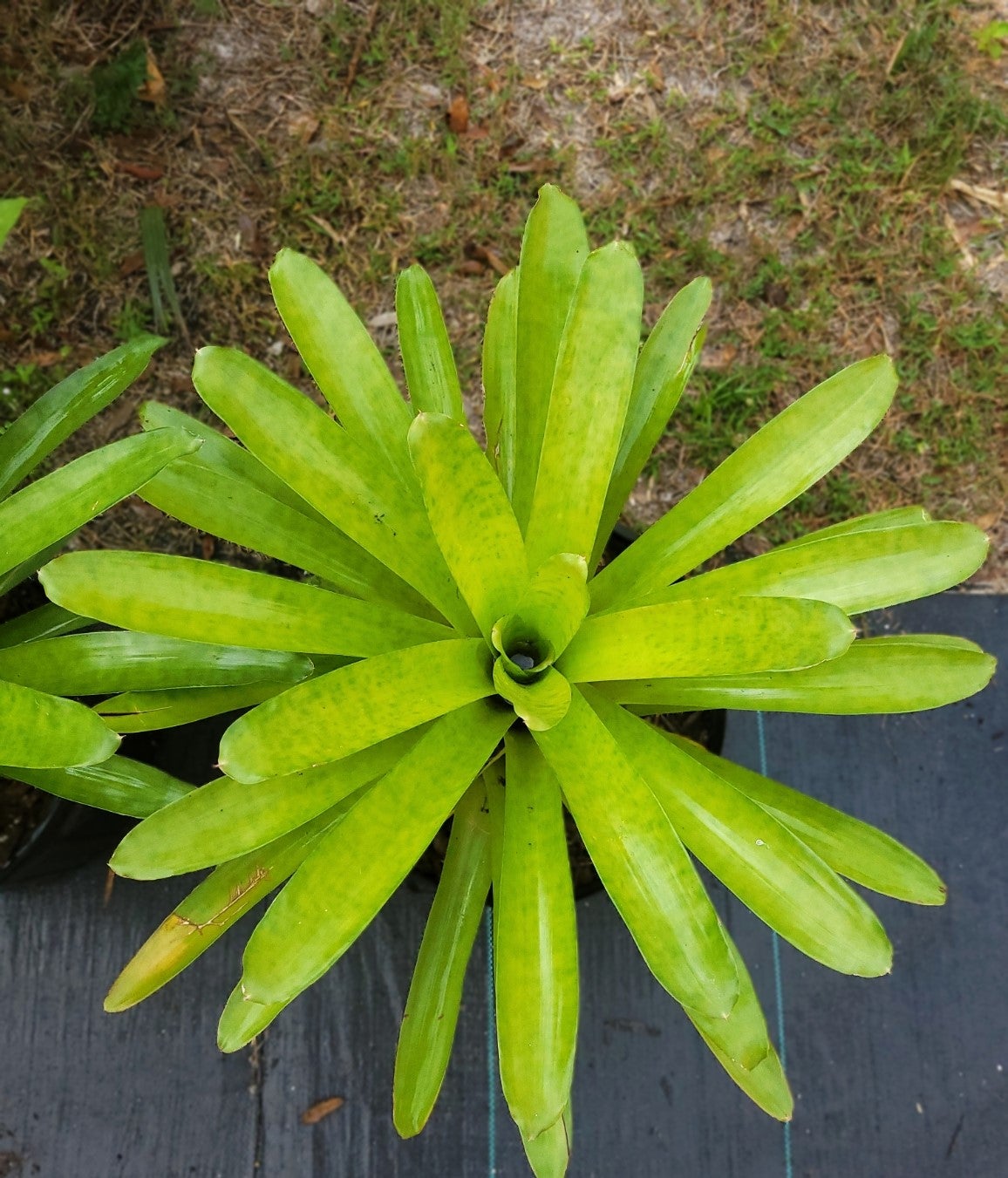 Aechmea Dean | Bonita Bromeliads Specialty Plant Nursery