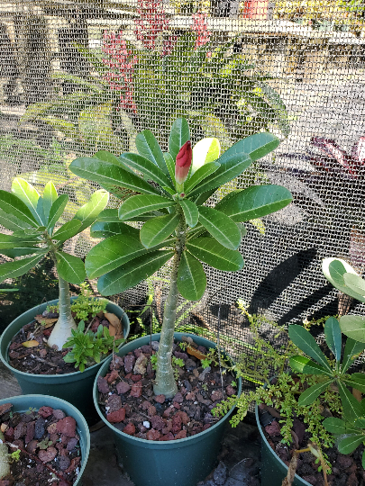 Adenium Obesum Desert Rose SEED GROWN | Bonita Bromeliads Specialty Plant  Nursery