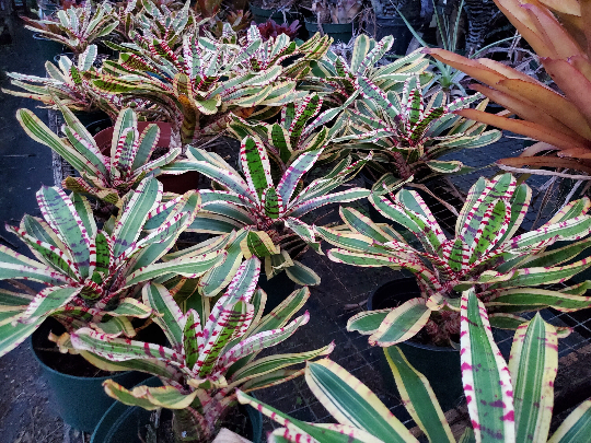 Neoregelia Wild Rabbit | Bonita Bromeliads Specialty Plant Neoregelia Wild Rabbit | Bonita Bromeliads Specialty Plant