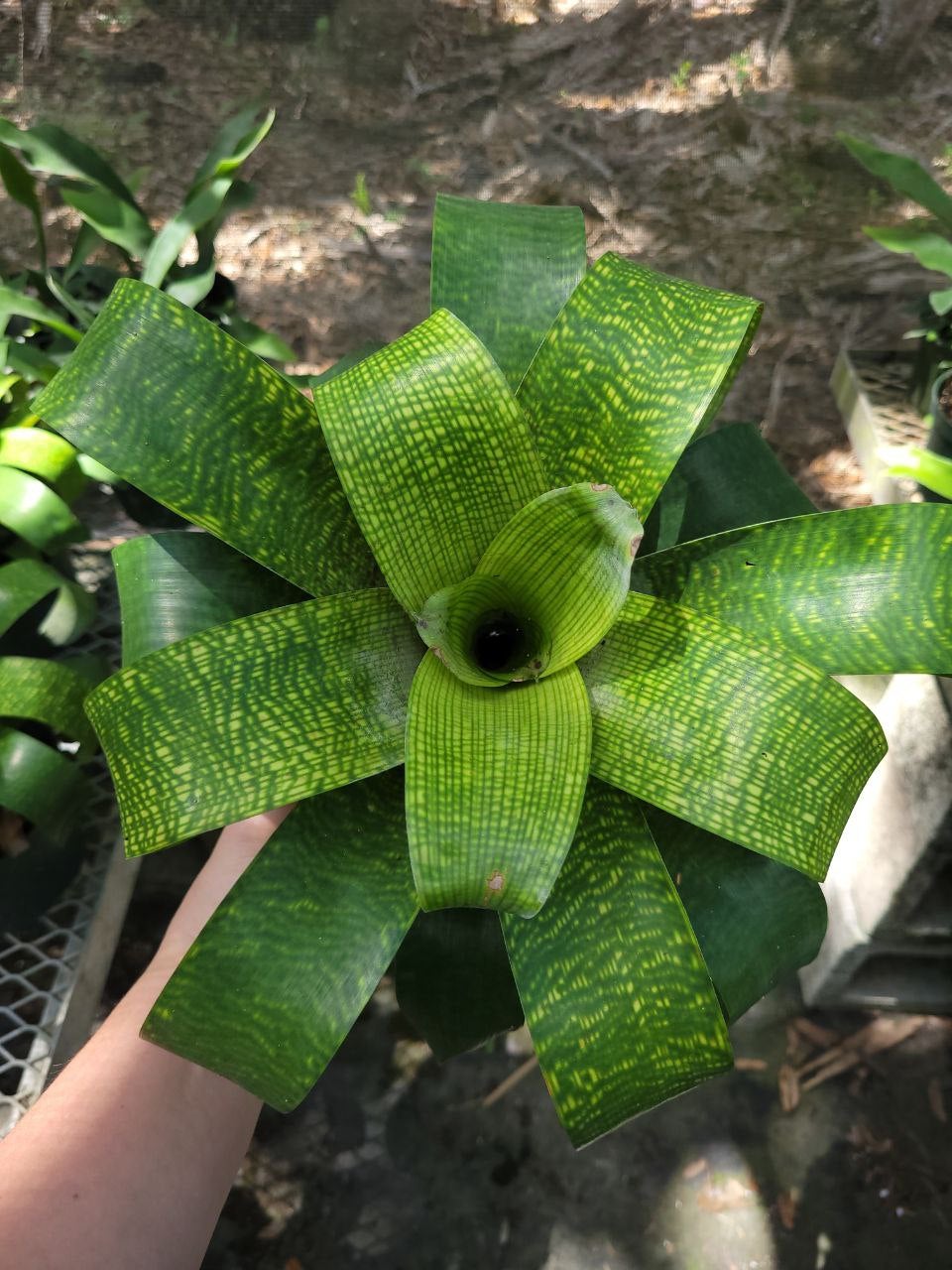 Vriesea Fenestralis | Bonita Bromeliads Specialty Plant Nursery