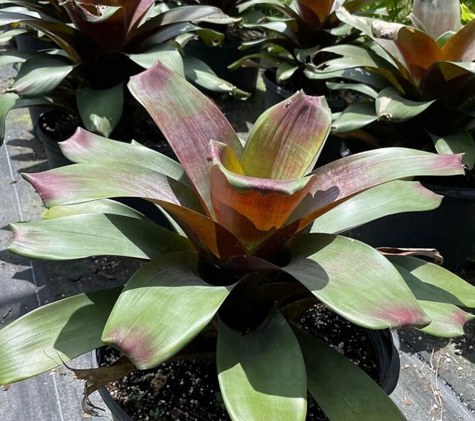 Alcantarea Imperalis Julietta | Bonita Bromeliads Specialty Plant
