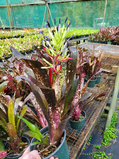 Billbergia-Hallelujah | Bonita Bromeliads Specialty Plant
