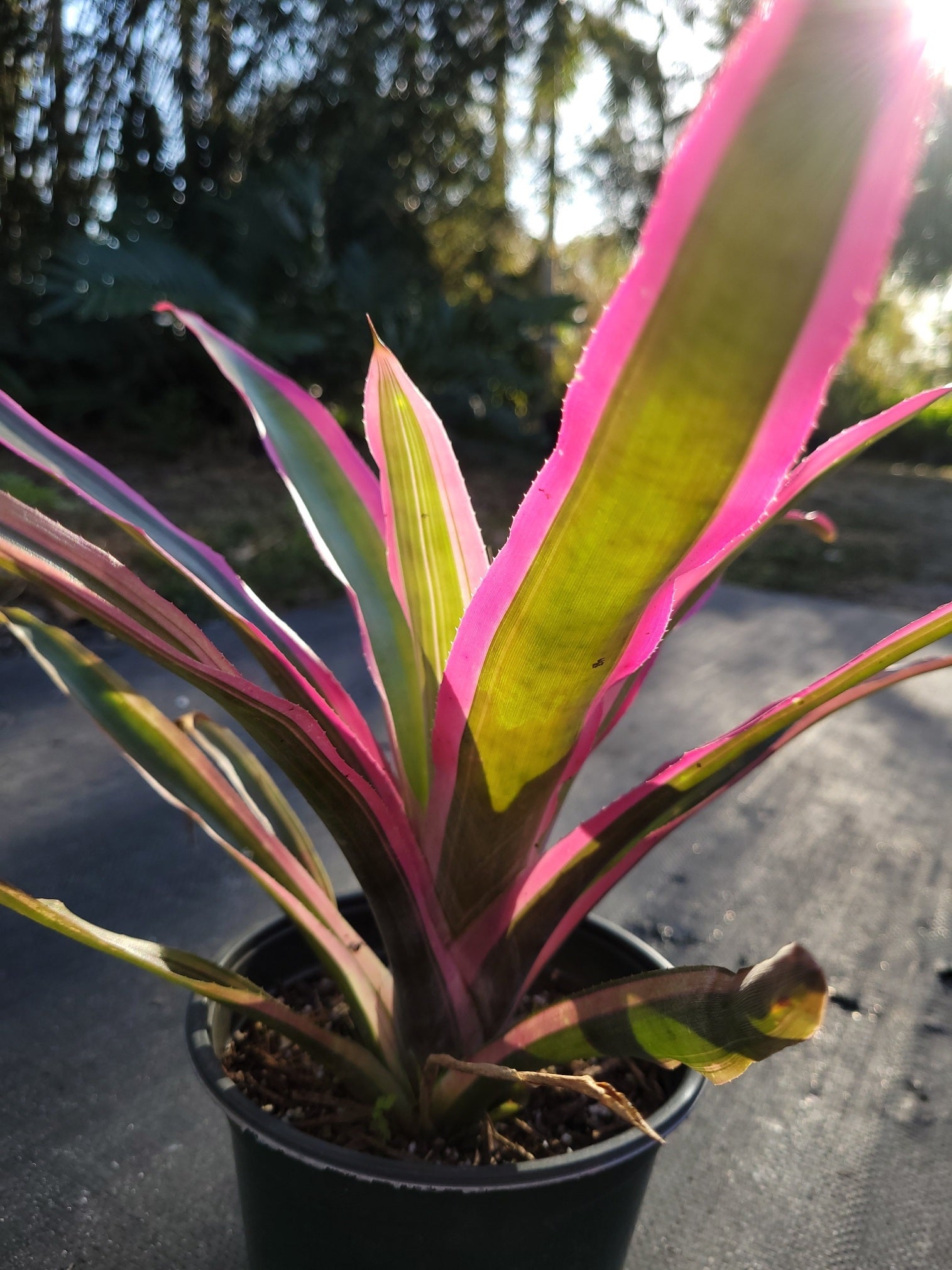 Aechmea Mend