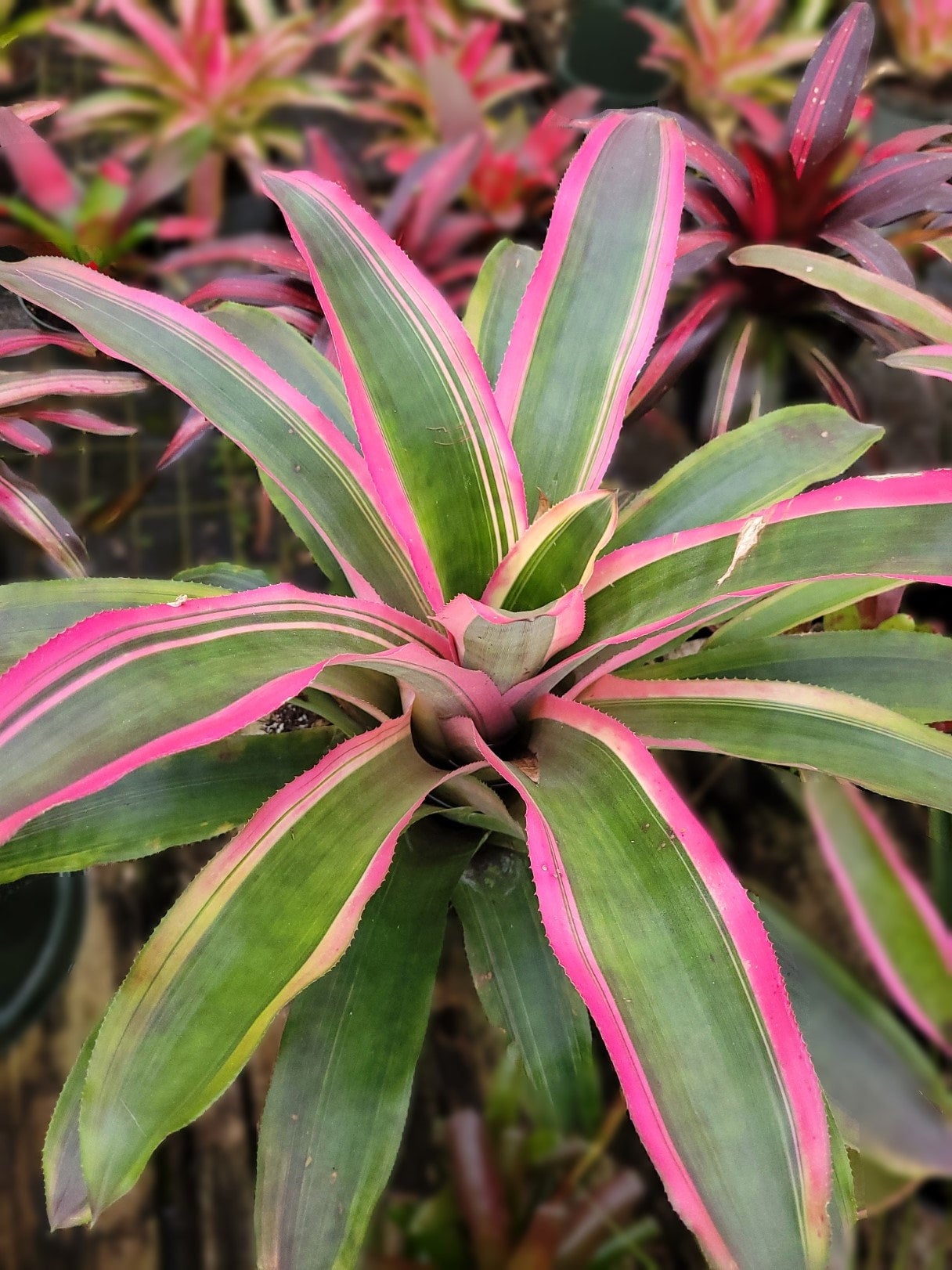 Aechmea Mend | Bonita Bromeliads Specialty Plant Nursery