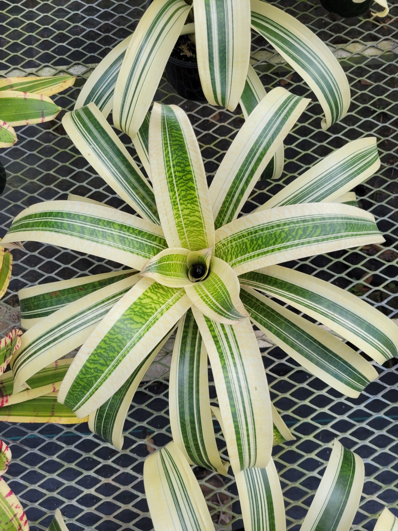 Vriesea Milky Way Bonita Bromeliads Specialty Plant Nursery