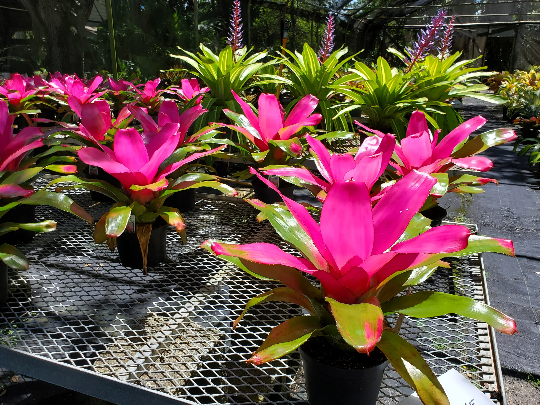 Neoregelia Romance (P) | Bonita Bromeliads Specialty Plant Nursery