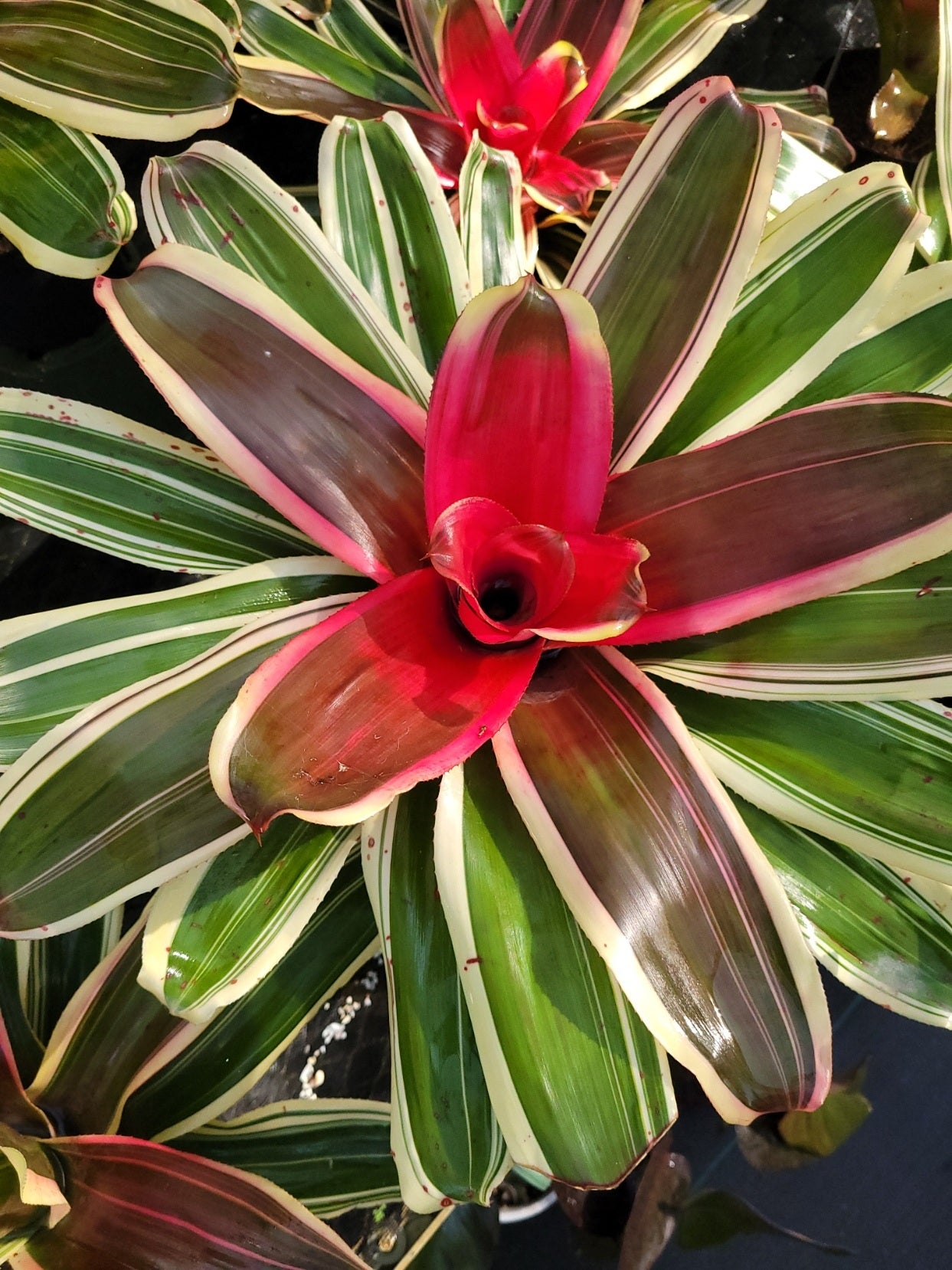 Neoregelia Valentines (P) | Bonita Bromeliads Specialty Plant Nursery