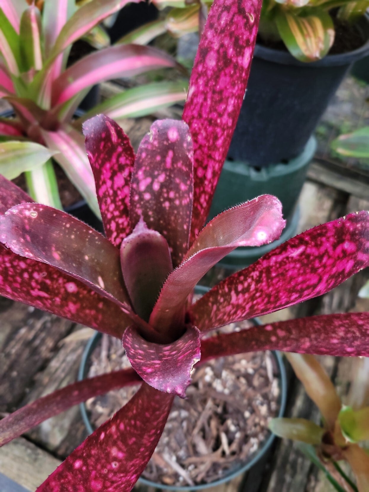 Billbergia Teng Ee | Bonita Bromeliads Specialty Plant Nursery