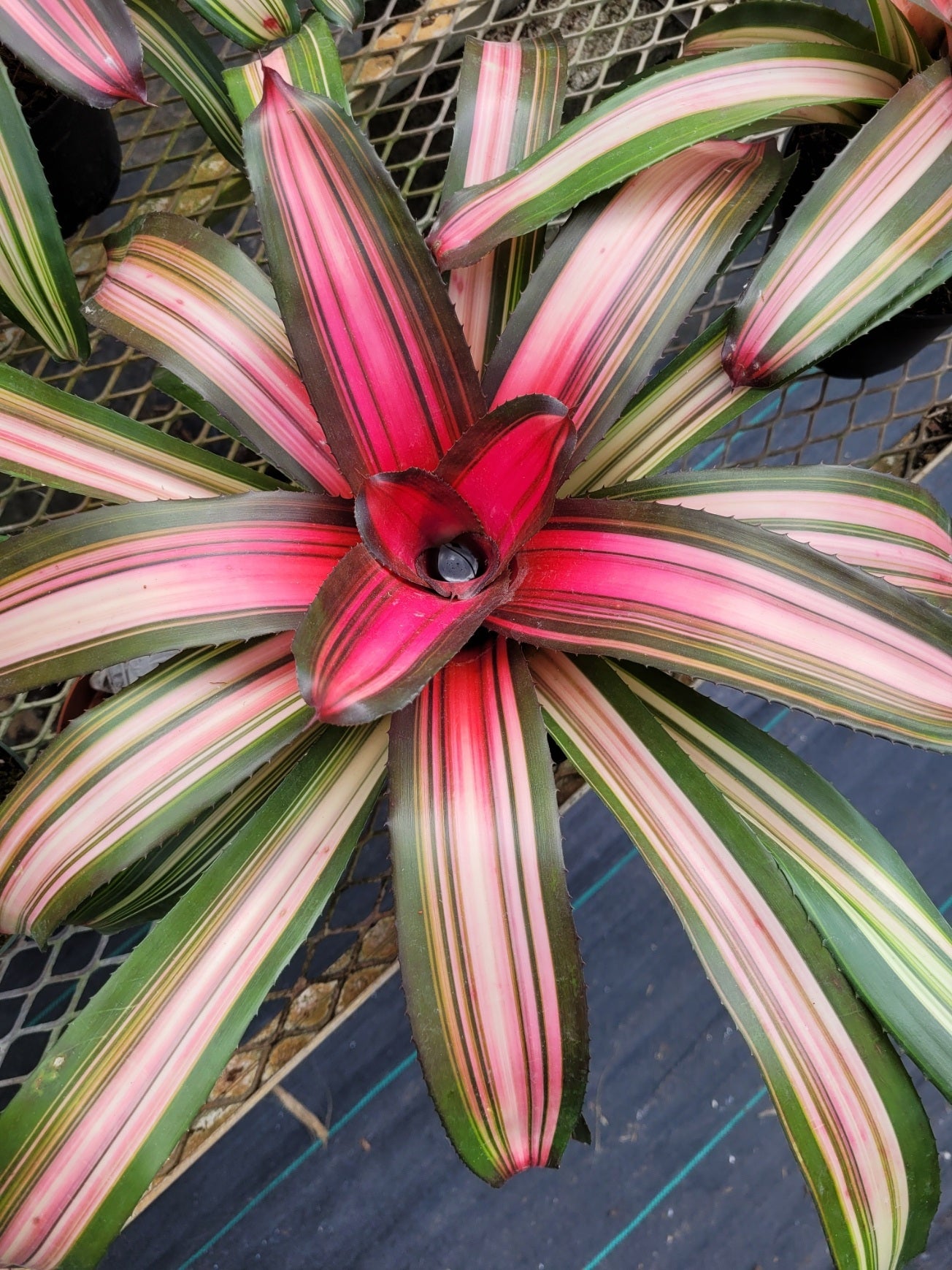 Neoregelia Cookie (P) | Bonita Bromeliads Specialty Plant Nursery