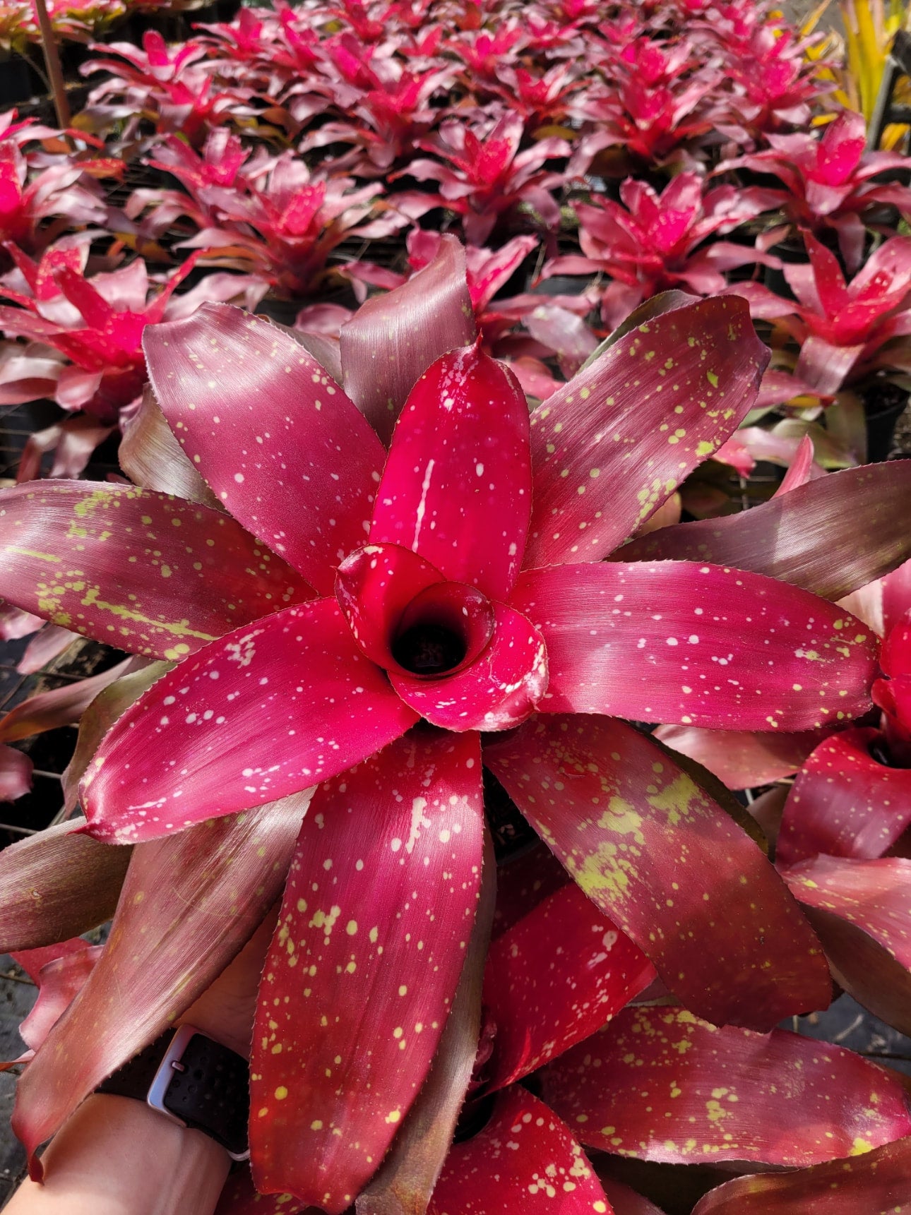 Neoregelia Treasure Royale Bonita Bromeliads Specialty Plant Nursery