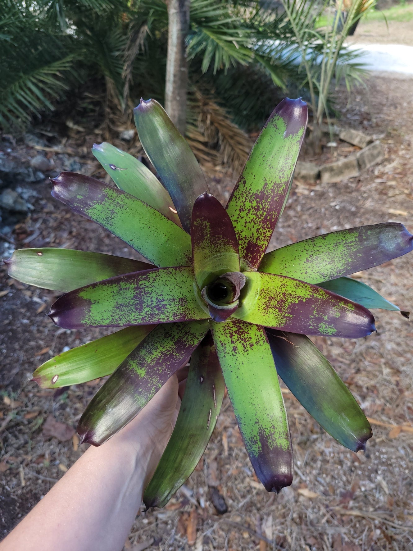 Specialty Bonita Bromeliads Plant | Vriesea-Purple-Cockatoo Nursery