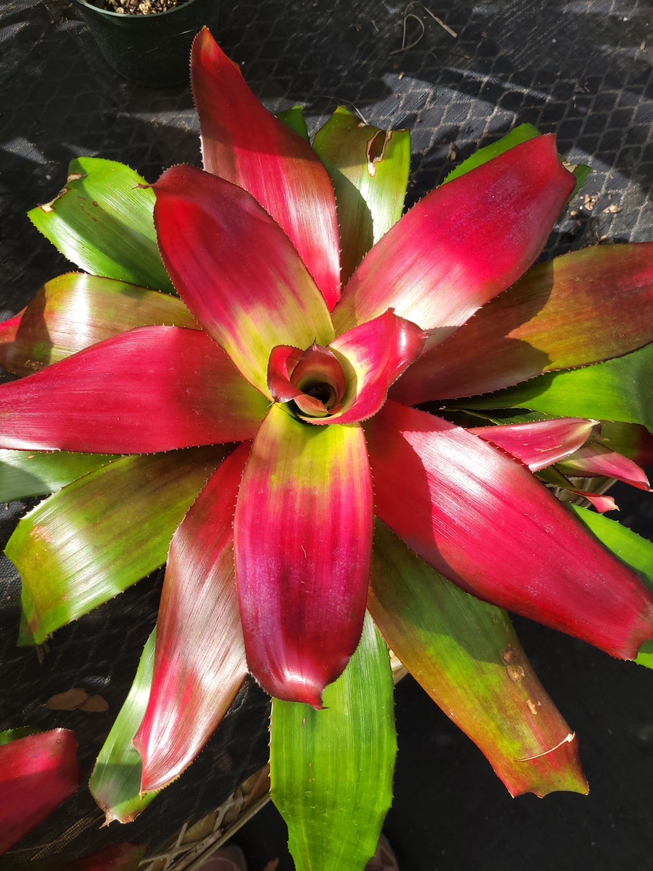 Neoregelia Green Apples (P) | Bonita Bromeliads Specialty Plant Nursery