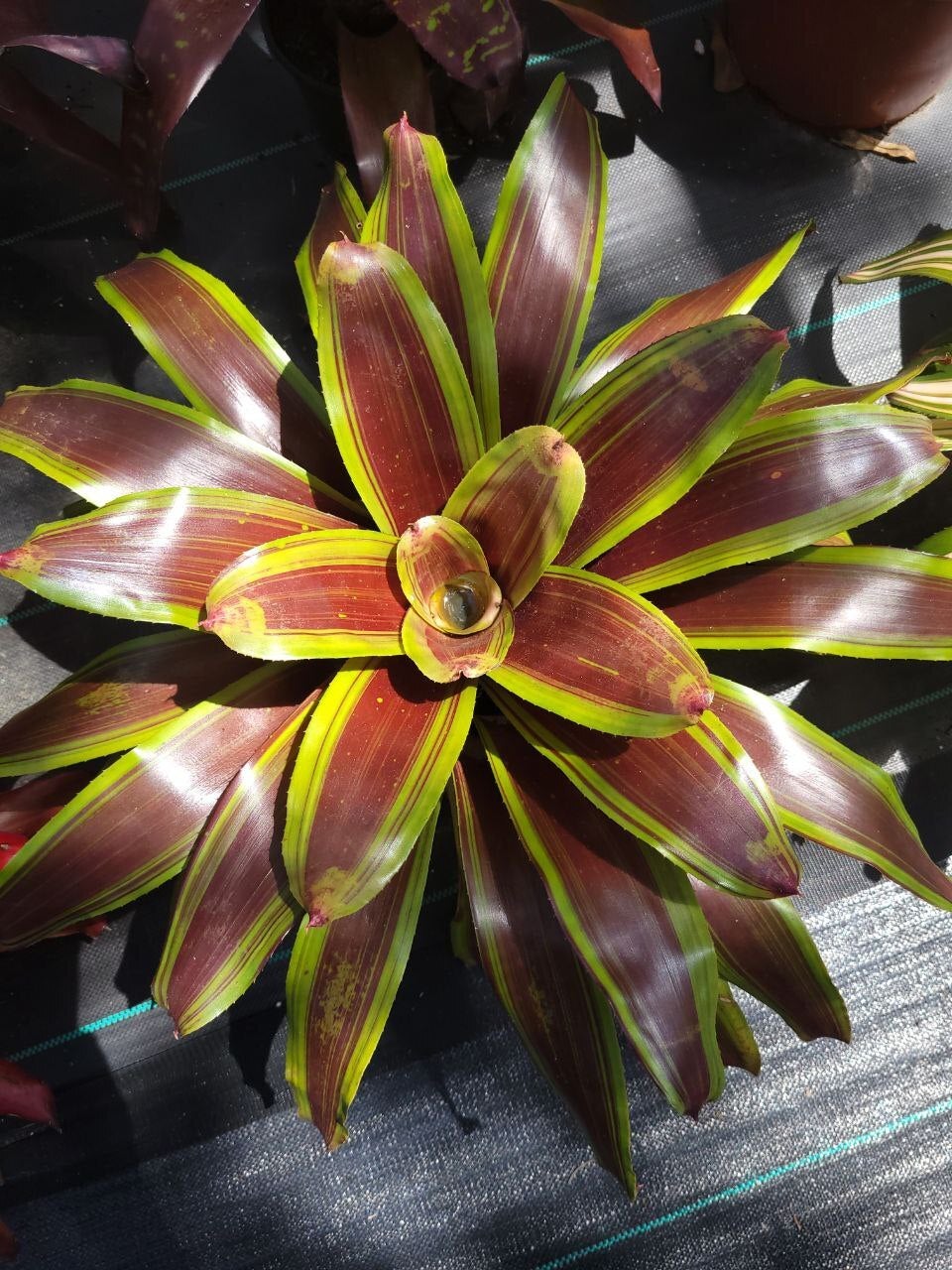 Neoregelia Namaskar | Bonita Bromeliads Specialty Plant Nursery