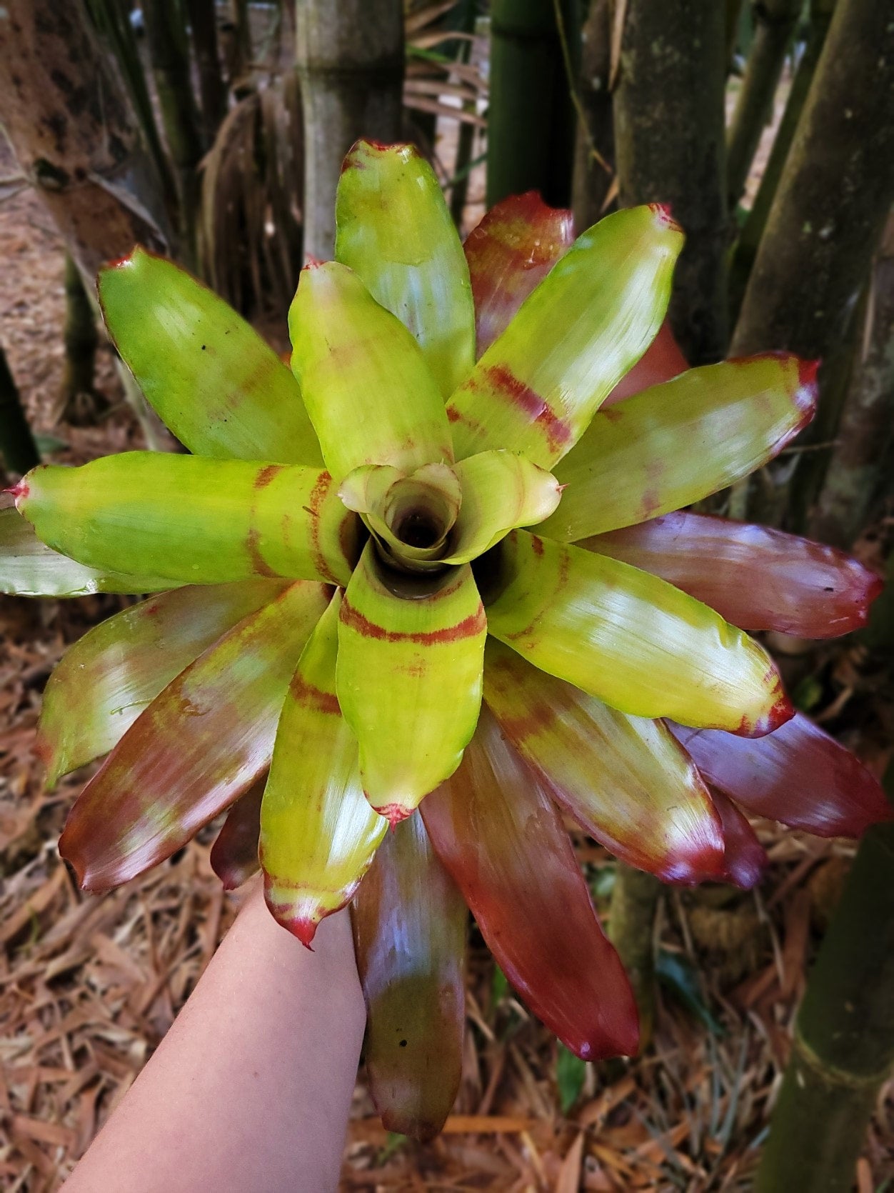 Neoregelia Hawaii | Bonita Bromeliads Specialty Plant Nursery