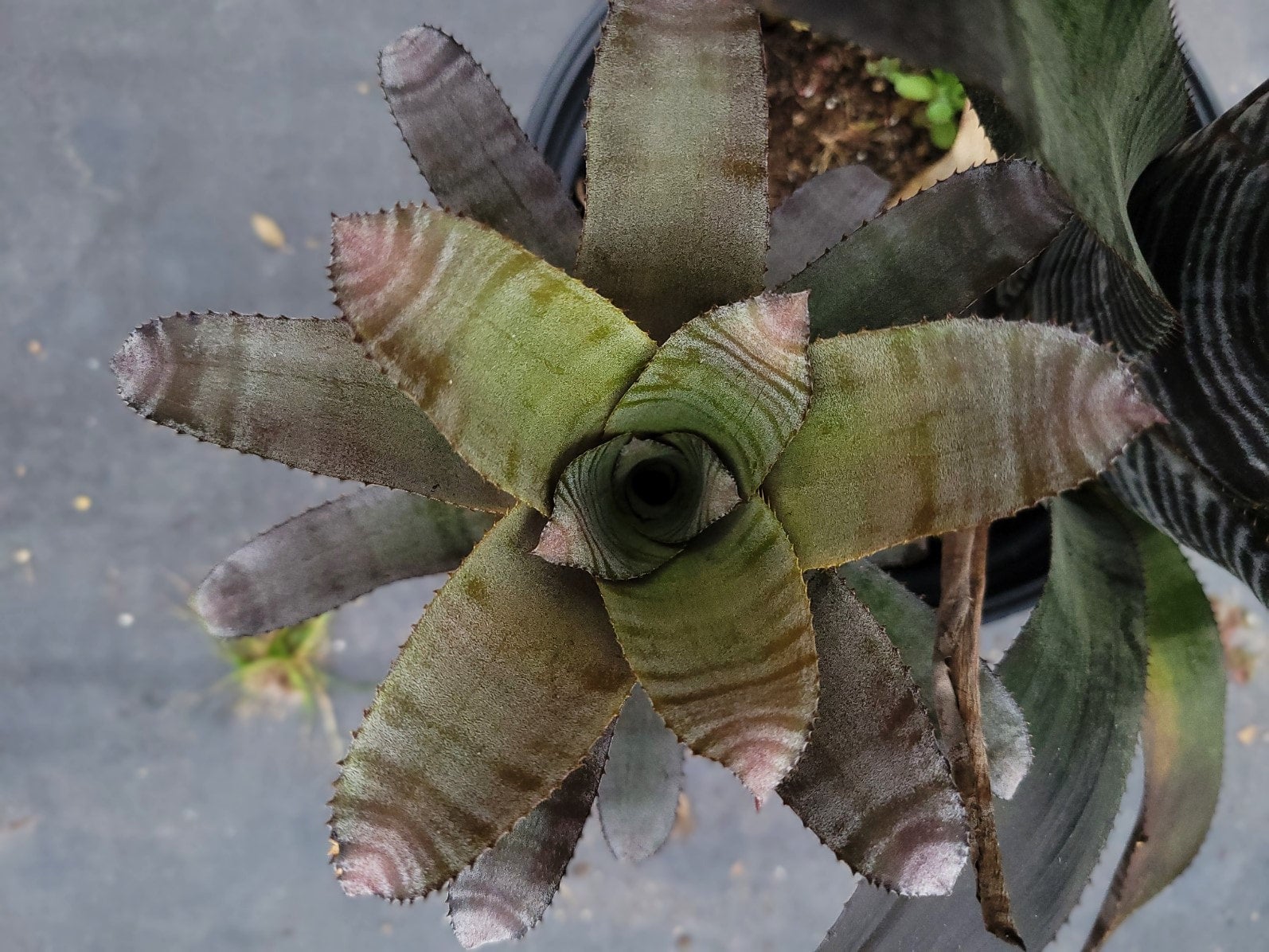 Aechmea Black Chantini | Bonita Bromeliads Specialty Plant Nursery