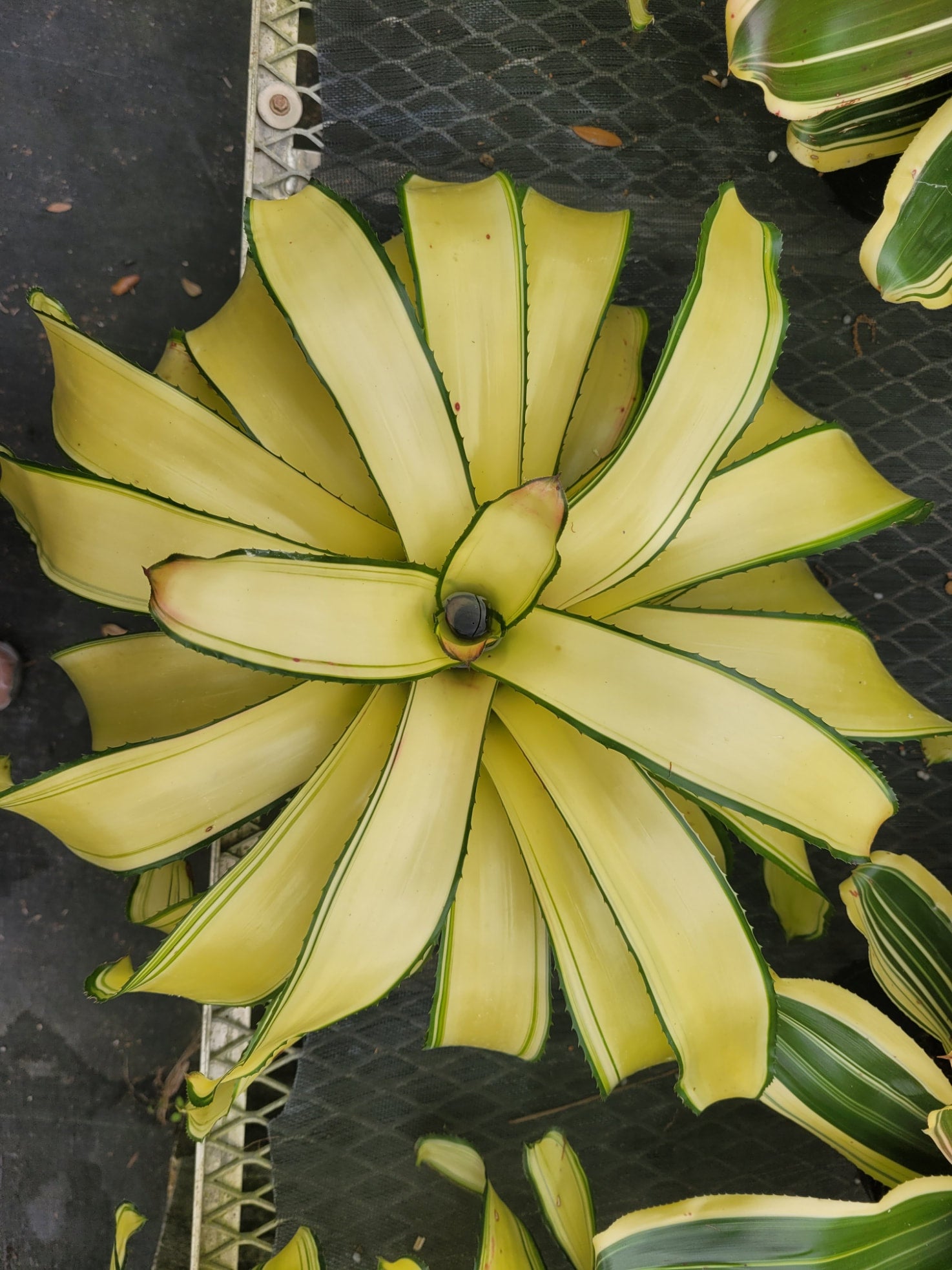 Neoregelia Gaia (P) | Bonita Bromeliads Specialty Plant Nursery